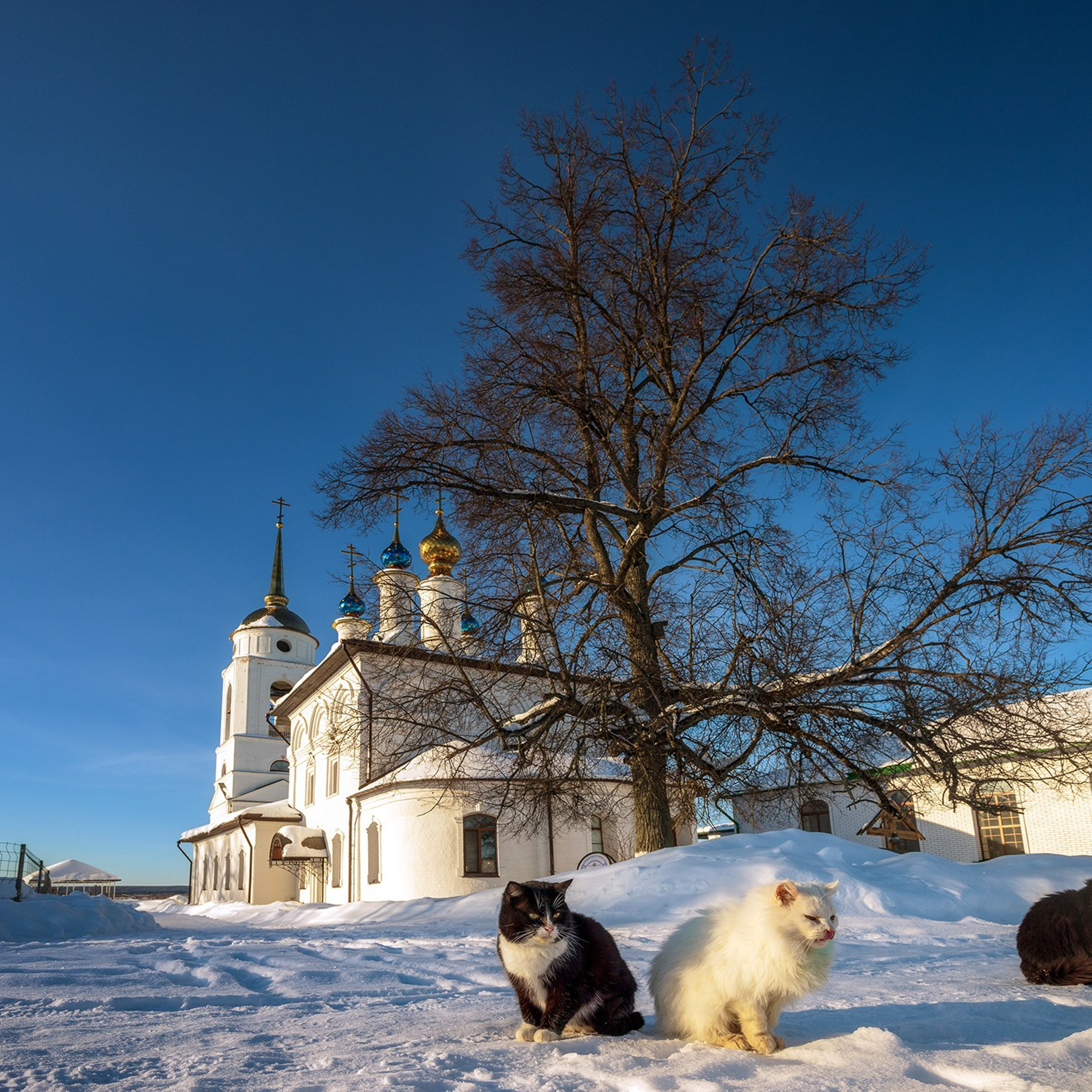 Тульский Кремль на закате. Фотограф Артём Парамонов