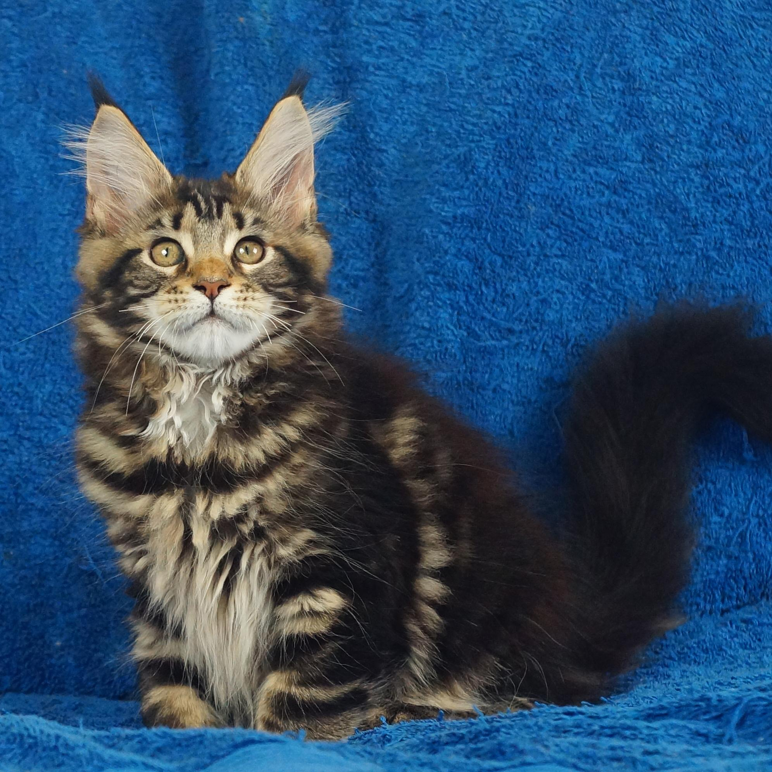 Отзывы. Фотограф-анималист Юлия Германика