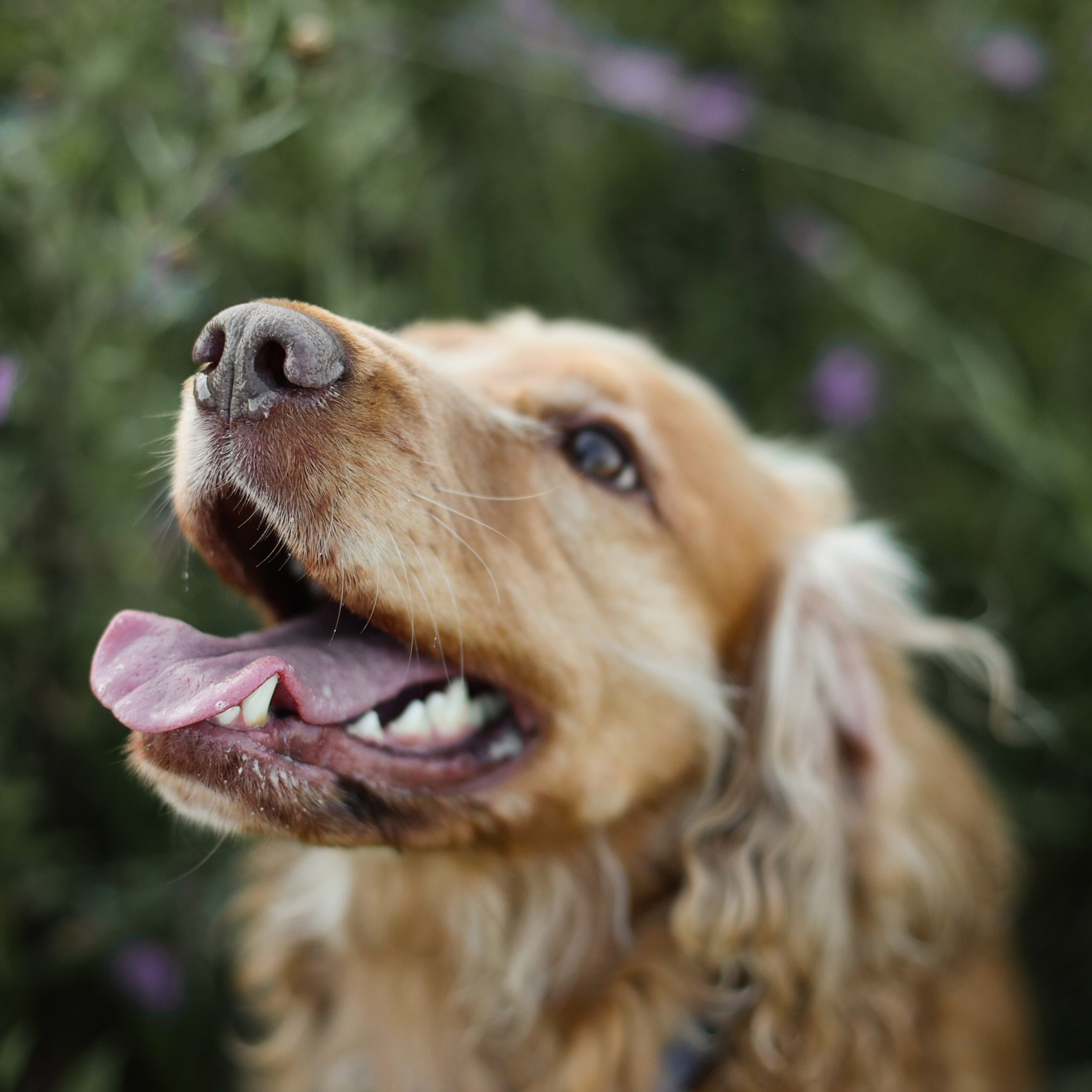 Четвероногие друзья