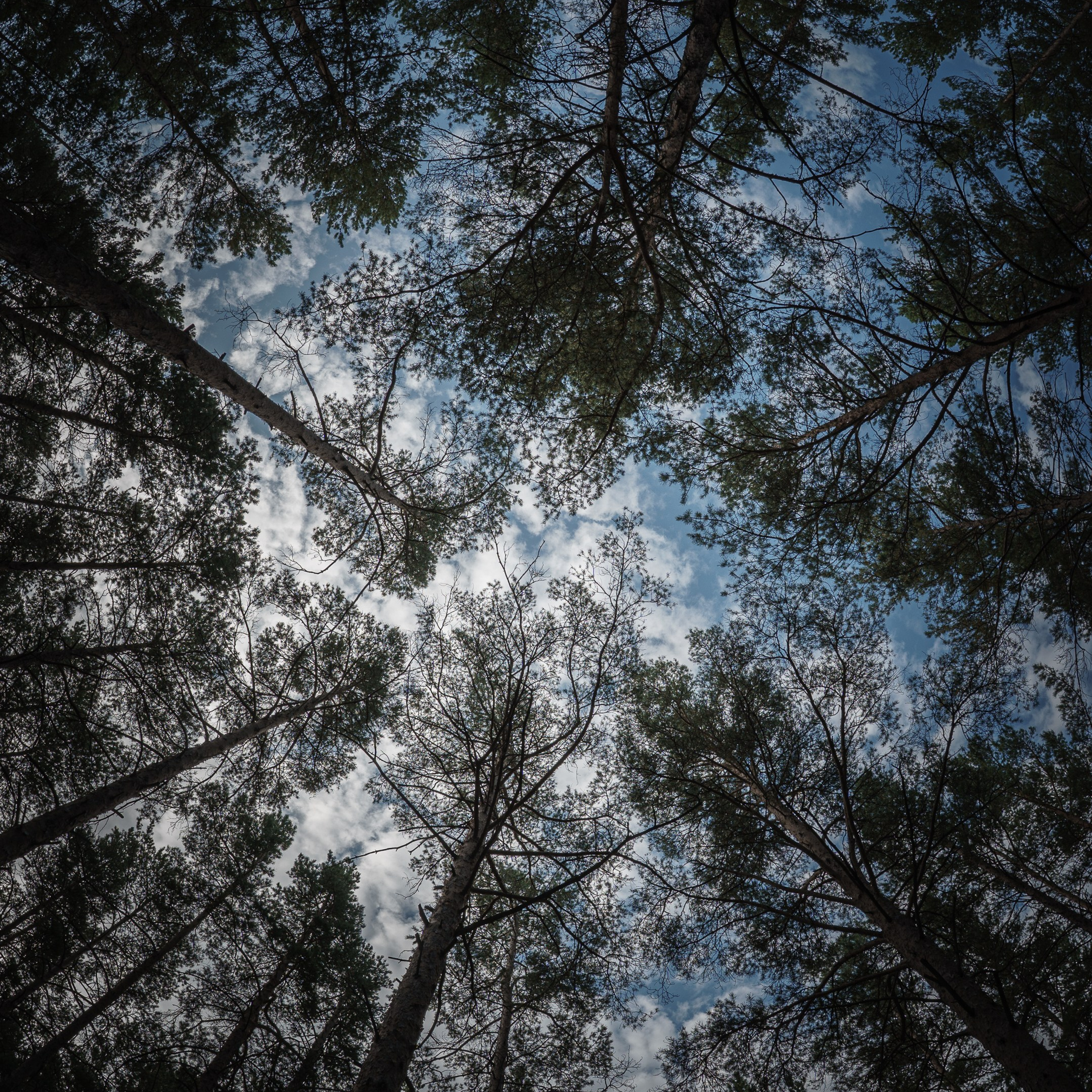 Обзор Brightin Star 7.5 mm f/2.8 Fisheye: бюджетный фишай для творчества