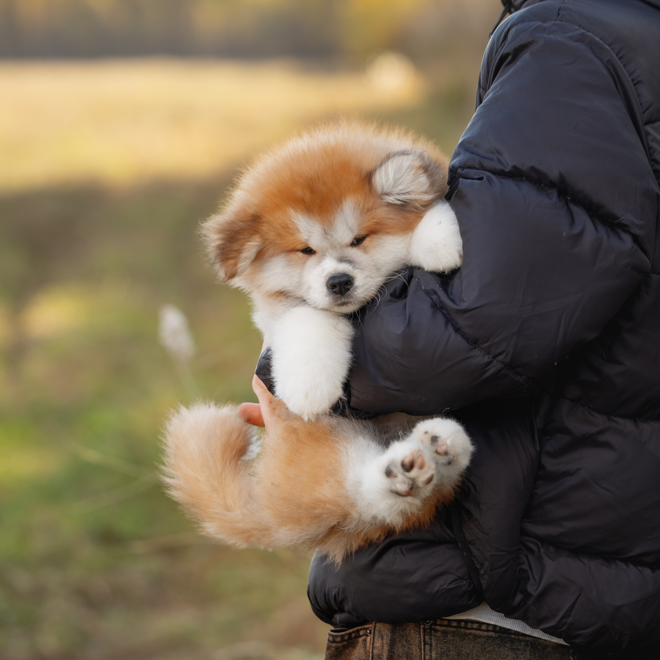 мальчик с длинной шерстью, 90 тыс. руб.