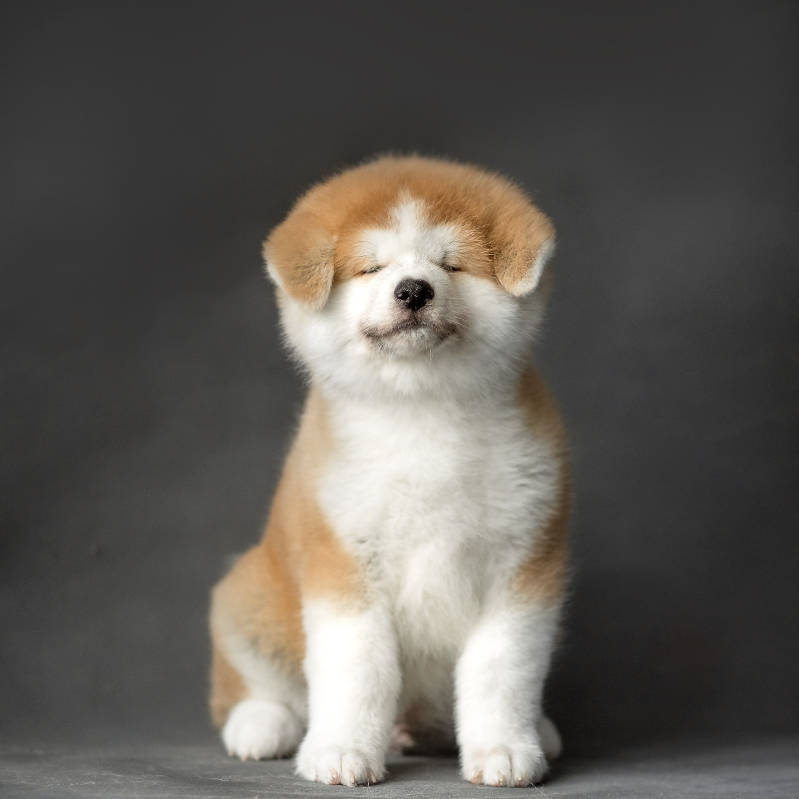 предыдущие пометы