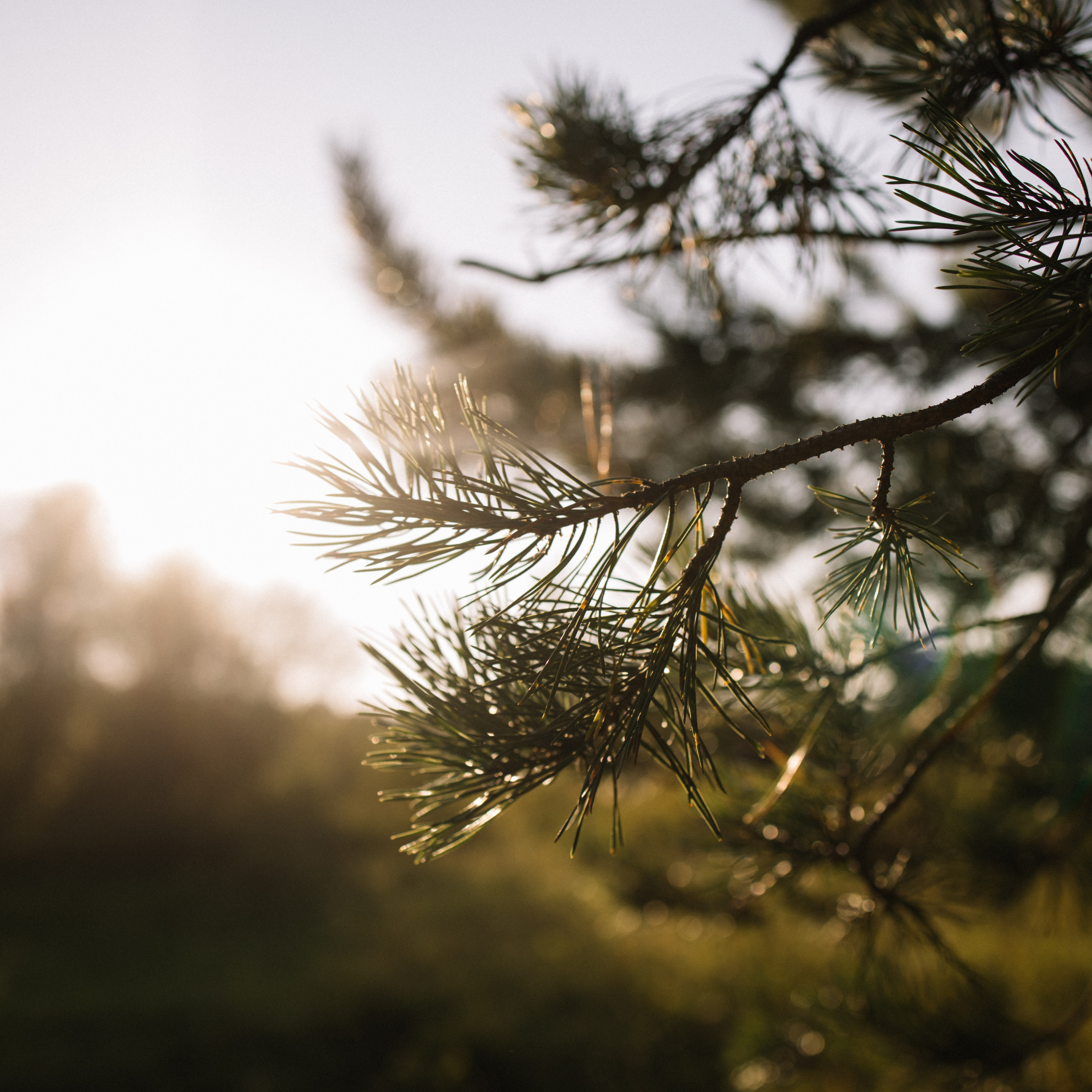 Отзывы. MiraSkvorcova