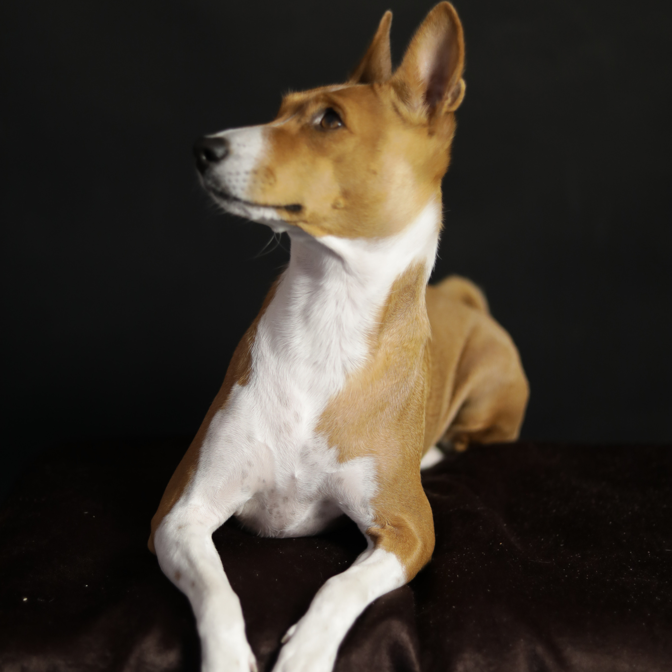 Фотопроект «Портрет питомца». Семейный и детский фотограф в Пушкино, Московская обл. Оксана Котюнина