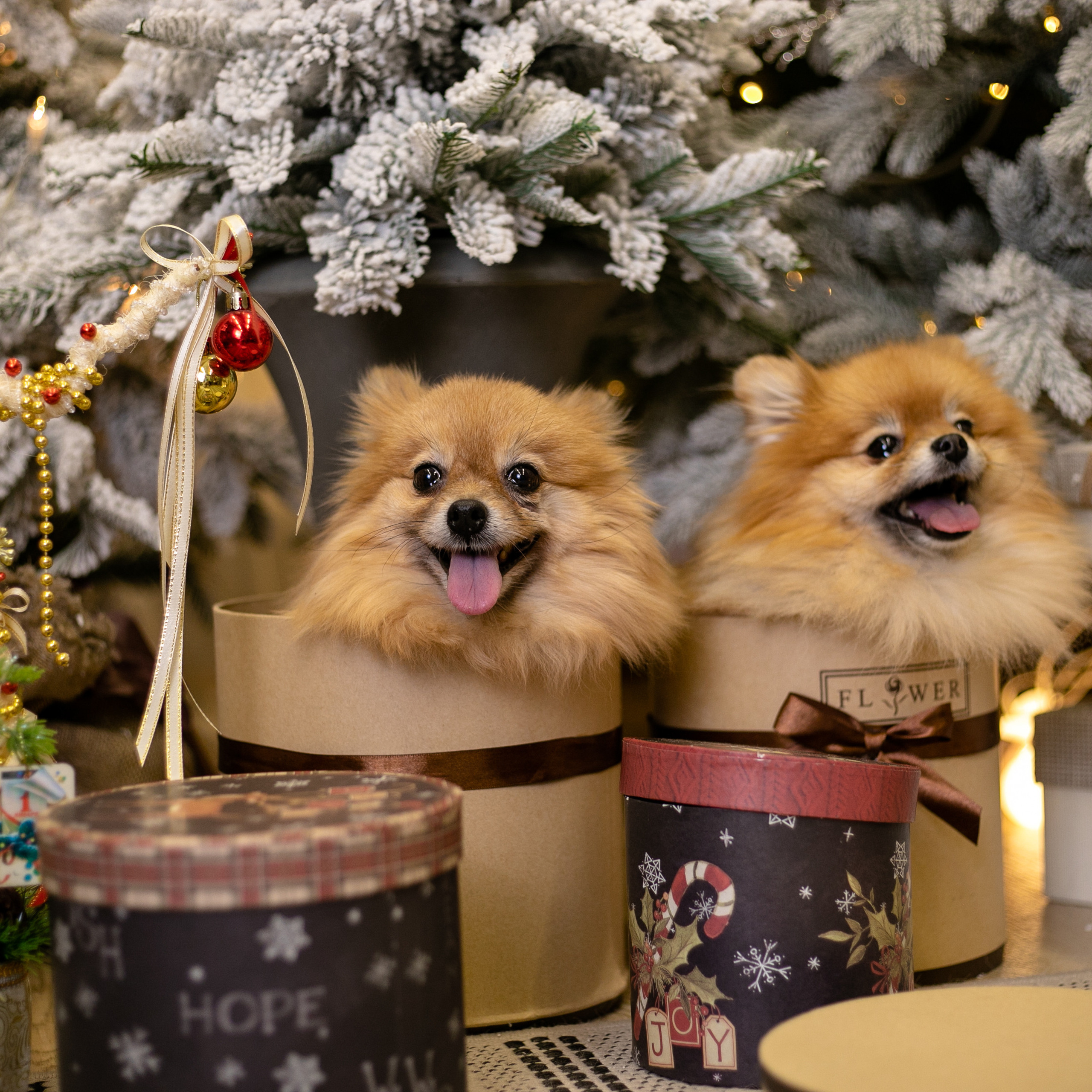 Фото с питомцем. Семейный и детский фотограф в Пушкино, Московская обл. Оксана Котюнина