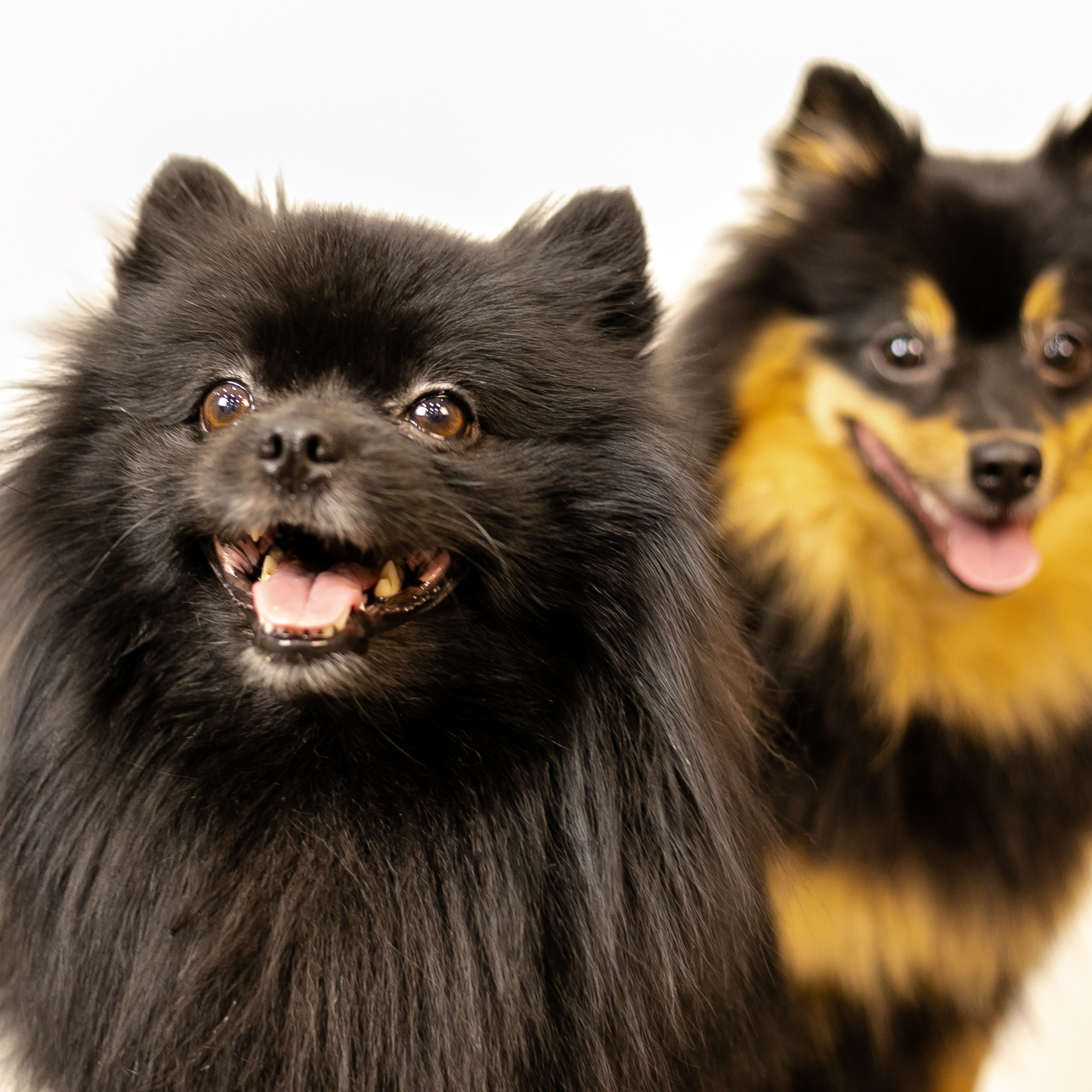 Фото с питомцем. Семейный и детский фотограф в Пушкино, Московская обл. Оксана Котюнина