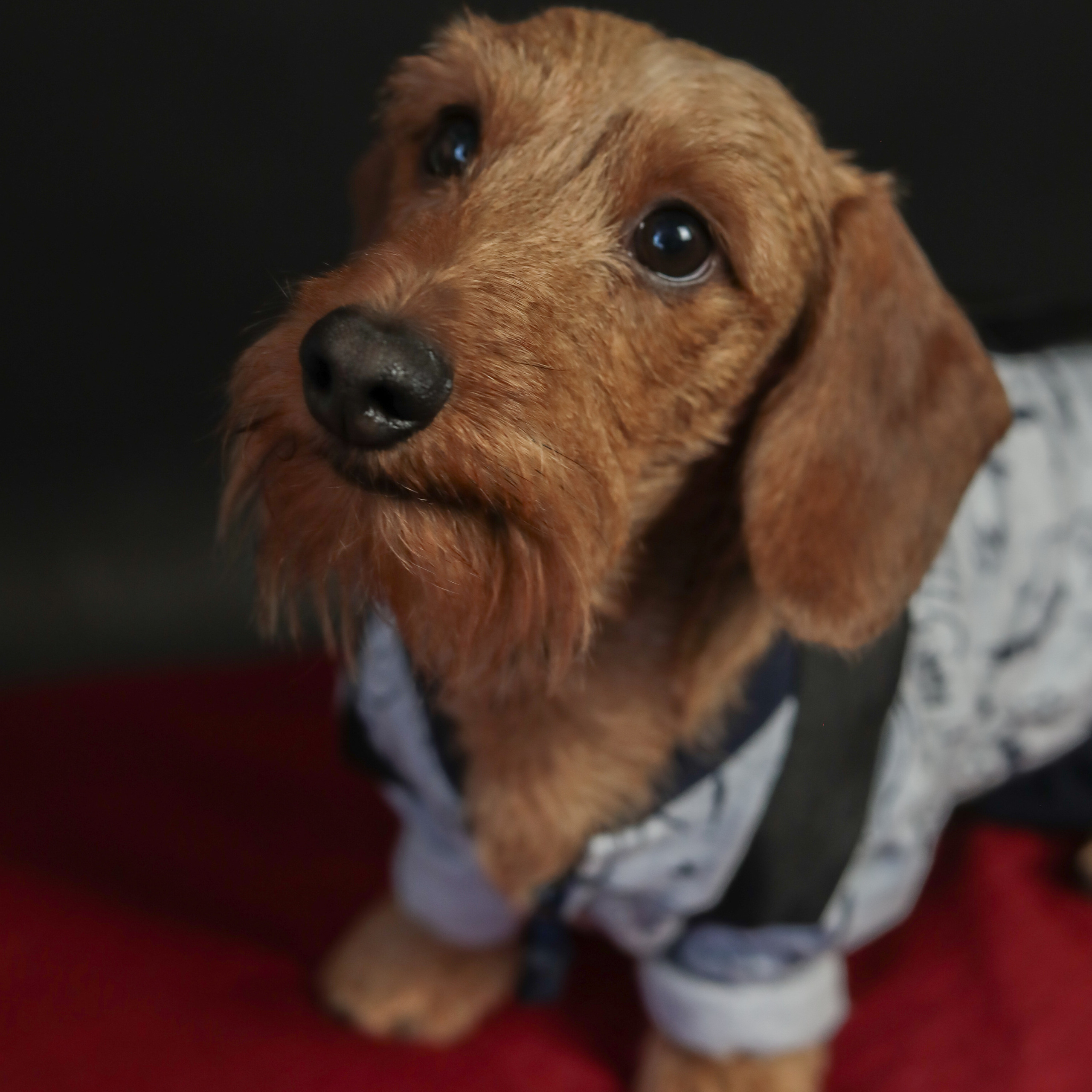 Фотопроект «Портрет питомца». Семейный и детский фотограф в Пушкино, Московская обл. Оксана Котюнина