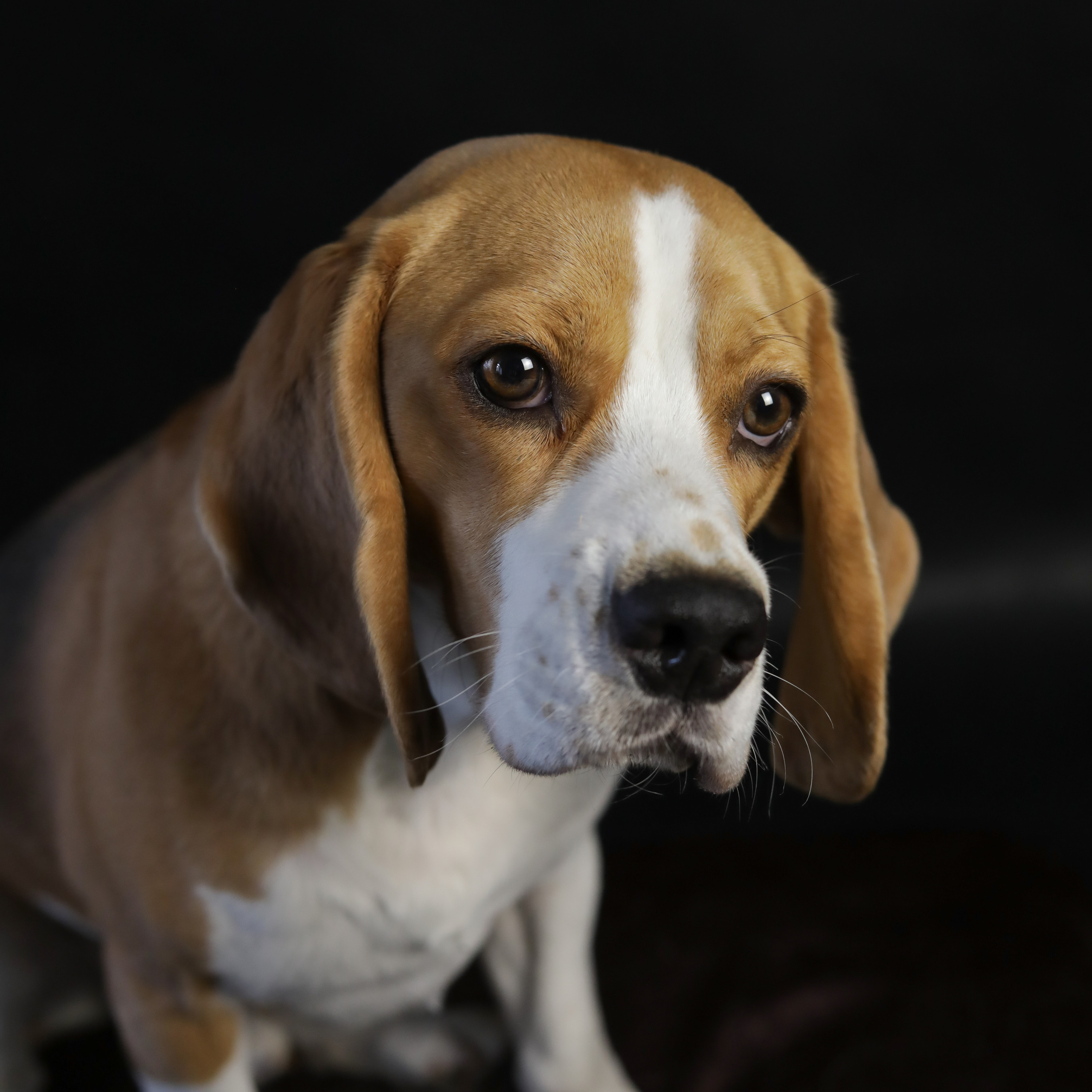 Фотопроект «Портрет питомца». Семейный и детский фотограф в Пушкино, Московская обл. Оксана Котюнина