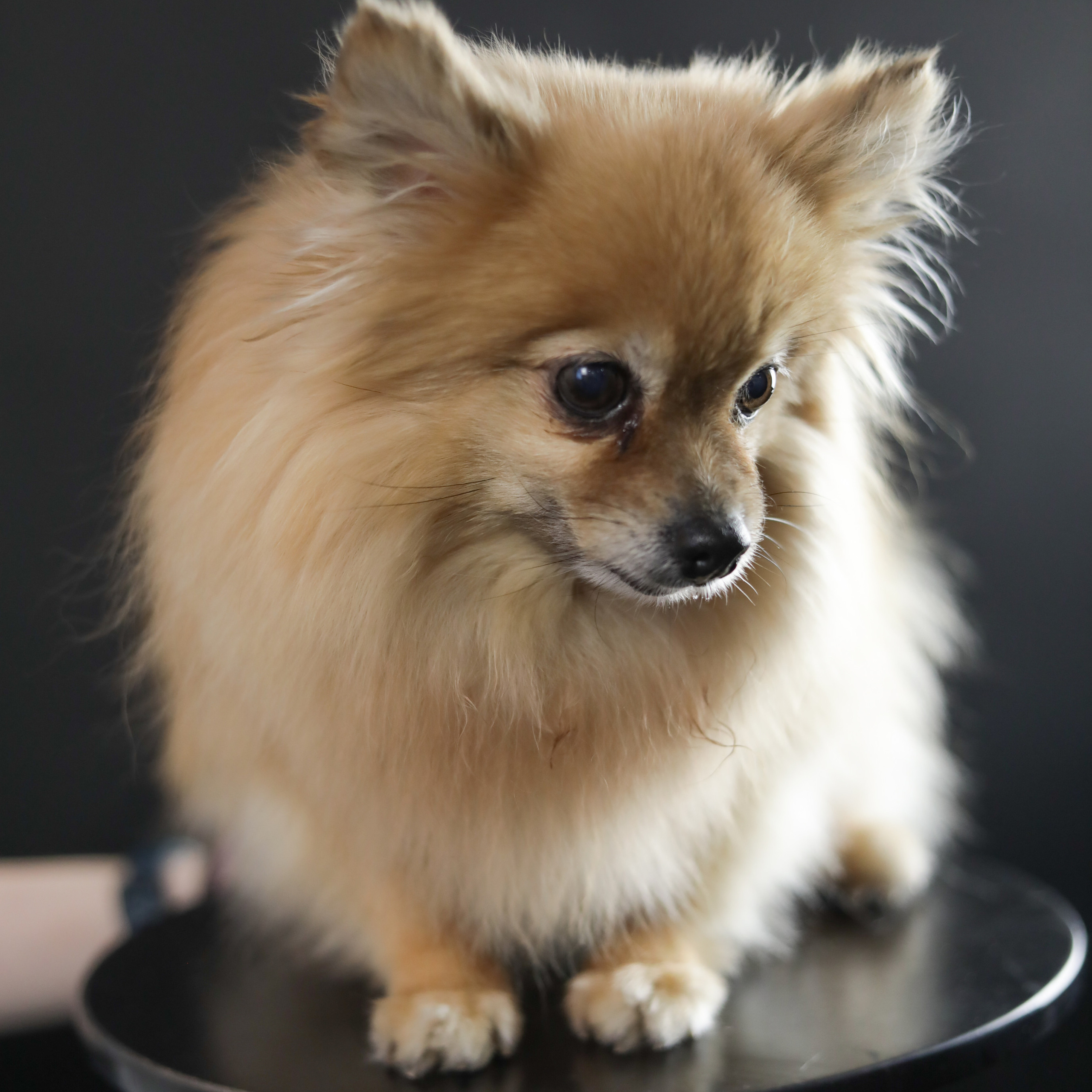 Фотопроект «Портрет питомца». Семейный и детский фотограф в Пушкино, Московская обл. Оксана Котюнина