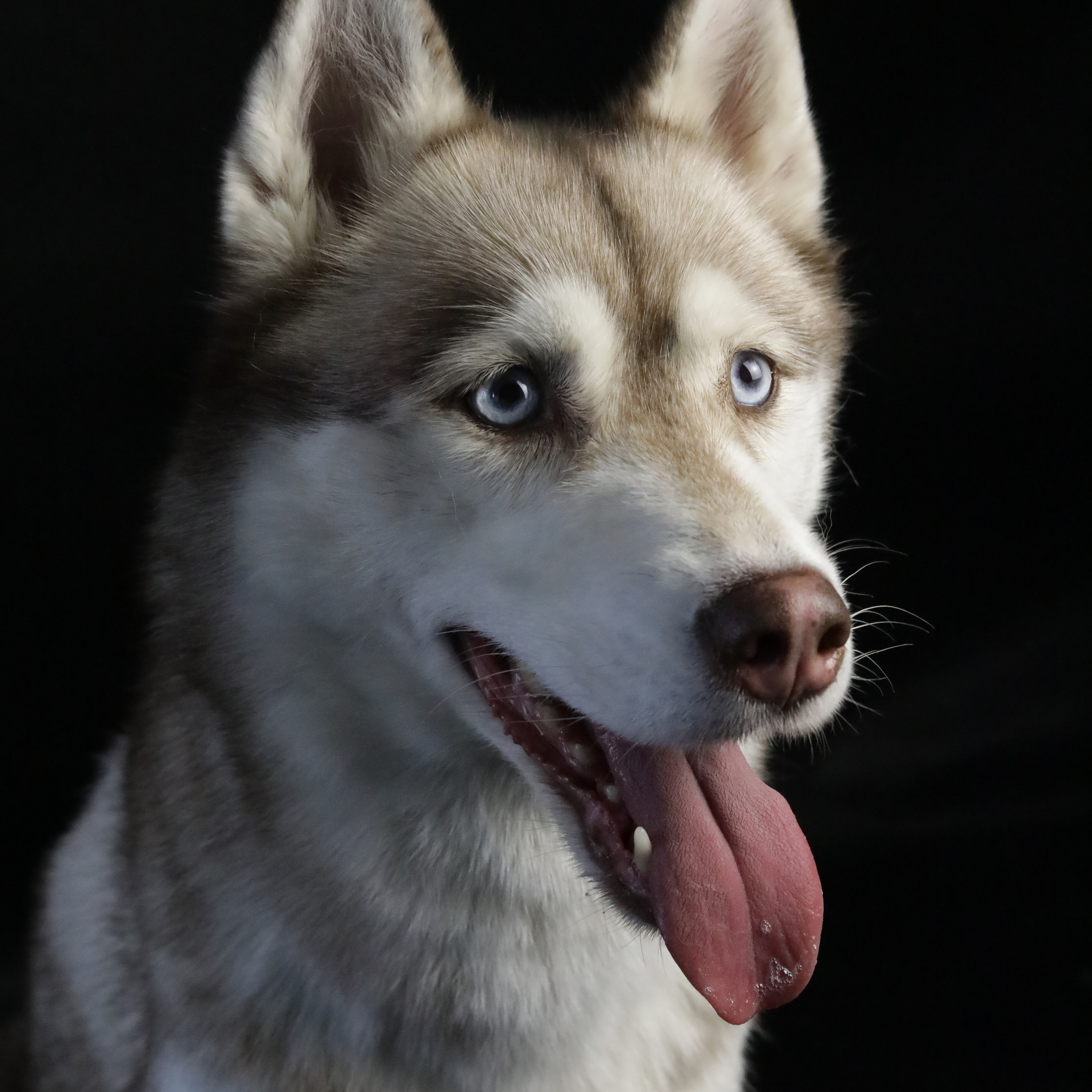 Фотопроект «Портрет питомца». Семейный и детский фотограф в Пушкино, Московская обл. Оксана Котюнина