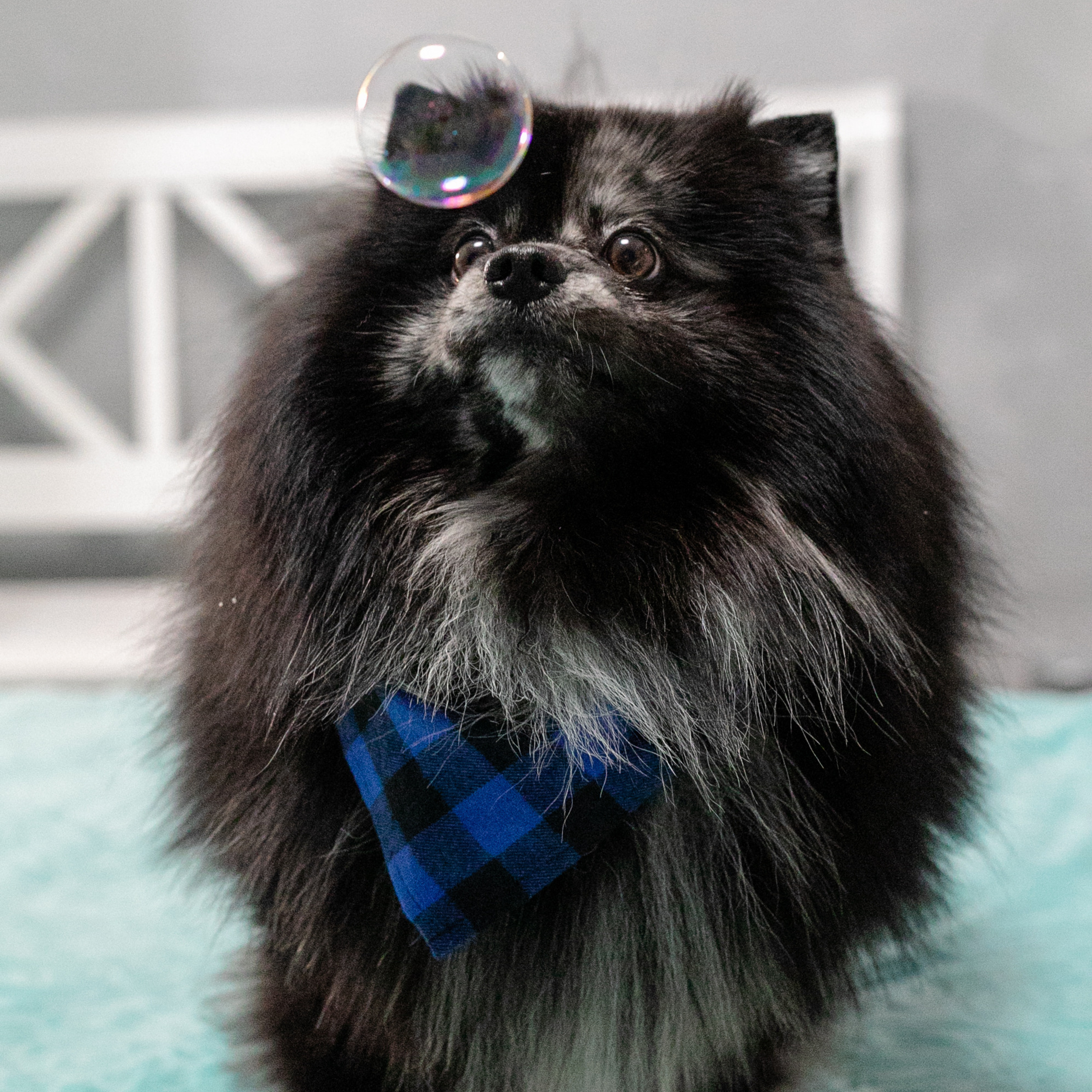 Фото с питомцем. Семейный и детский фотограф в Пушкино, Московская обл. Оксана Котюнина