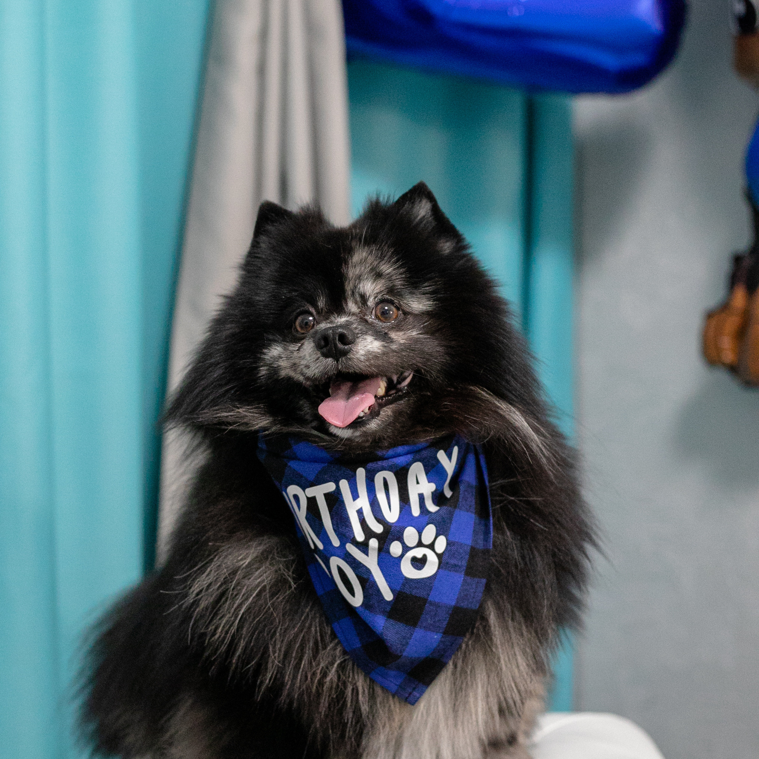 Фото с питомцем. Семейный и детский фотограф в Пушкино, Московская обл. Оксана Котюнина