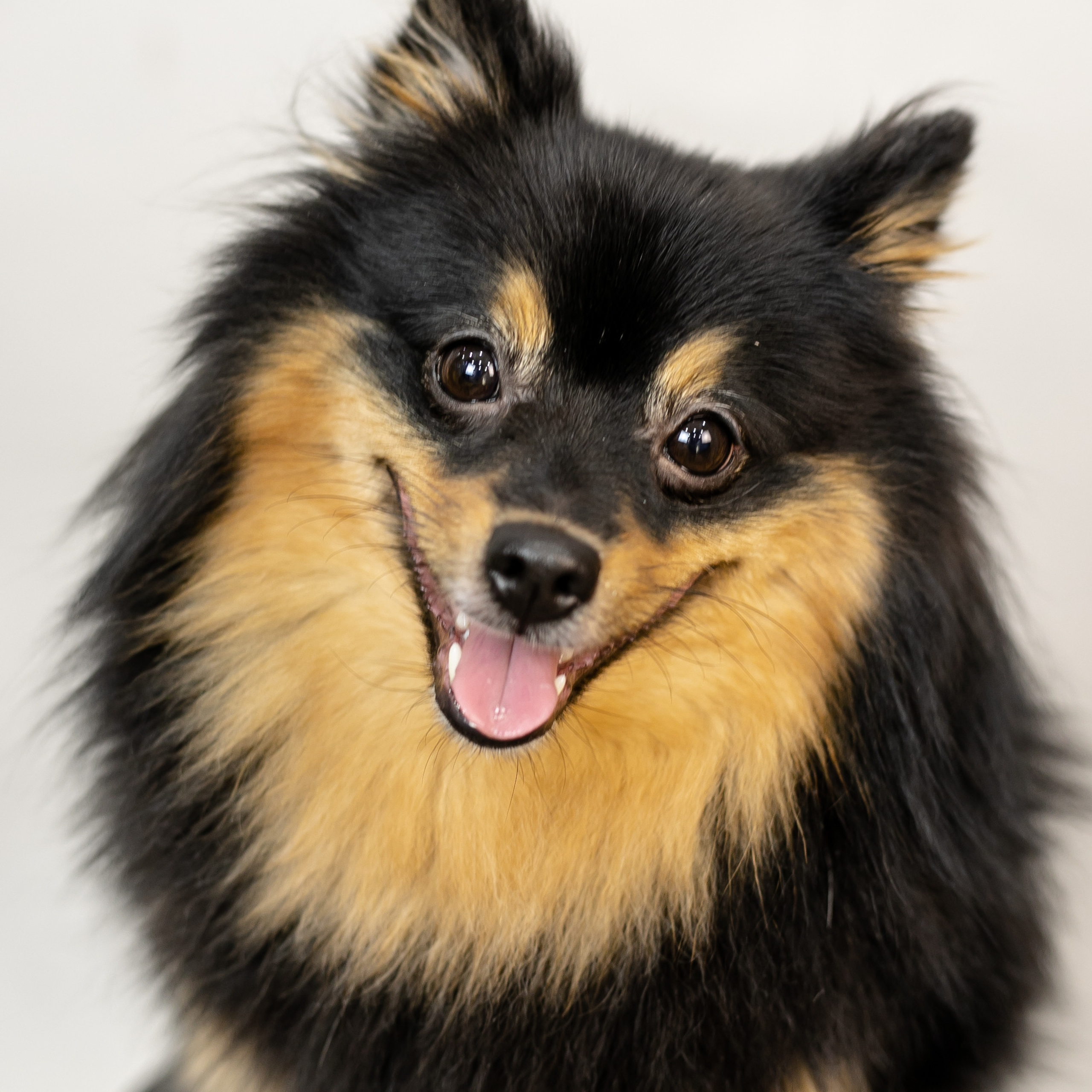 Фото с питомцем. Семейный и детский фотограф в Пушкино, Московская обл. Оксана Котюнина