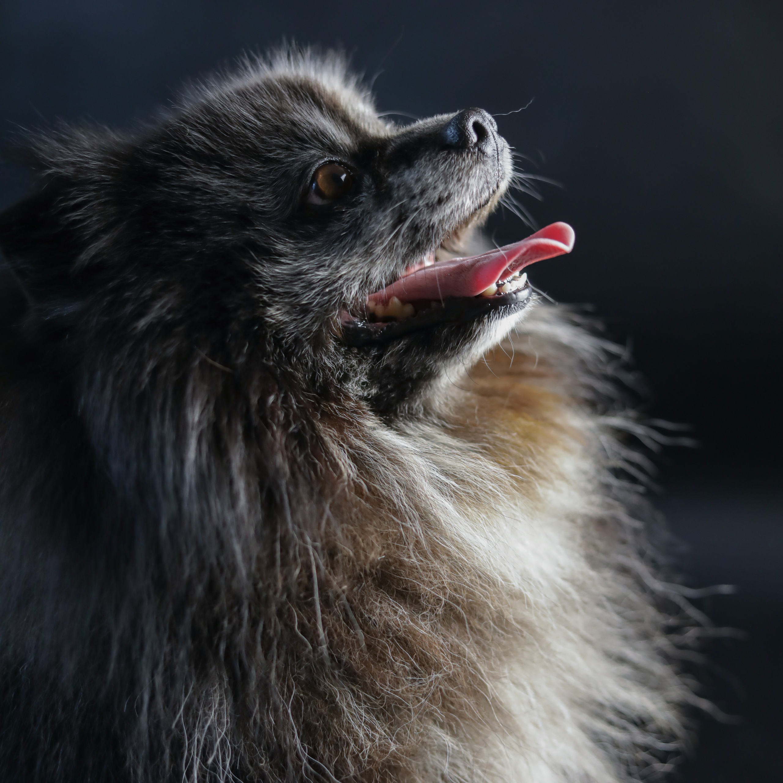 Фотопроект «Портрет питомца». Семейный и детский фотограф в Пушкино, Московская обл. Оксана Котюнина