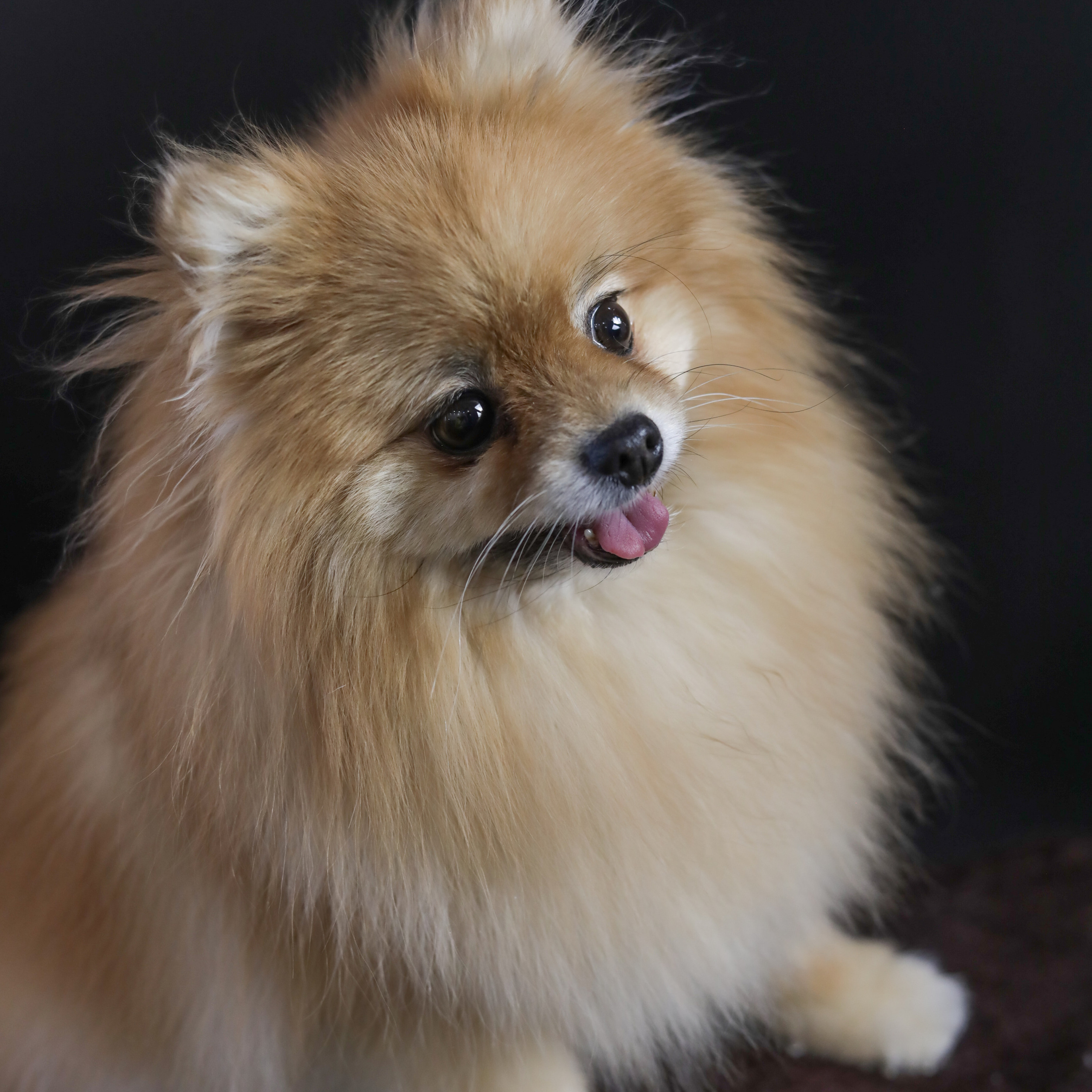 Фотопроект «Портрет питомца». Семейный и детский фотограф в Пушкино, Московская обл. Оксана Котюнина