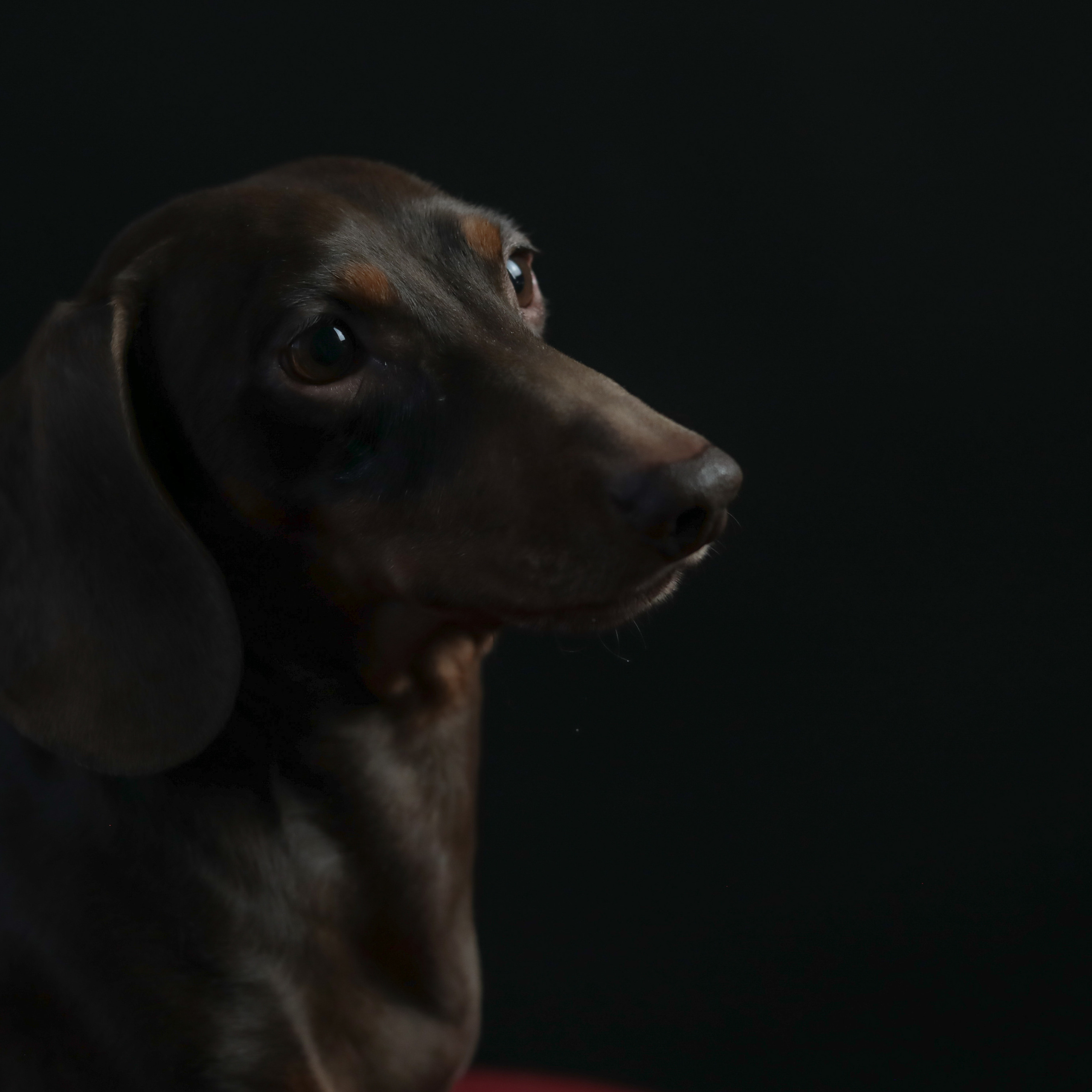 Фотопроект «Портрет питомца». Семейный и детский фотограф в Пушкино, Московская обл. Оксана Котюнина