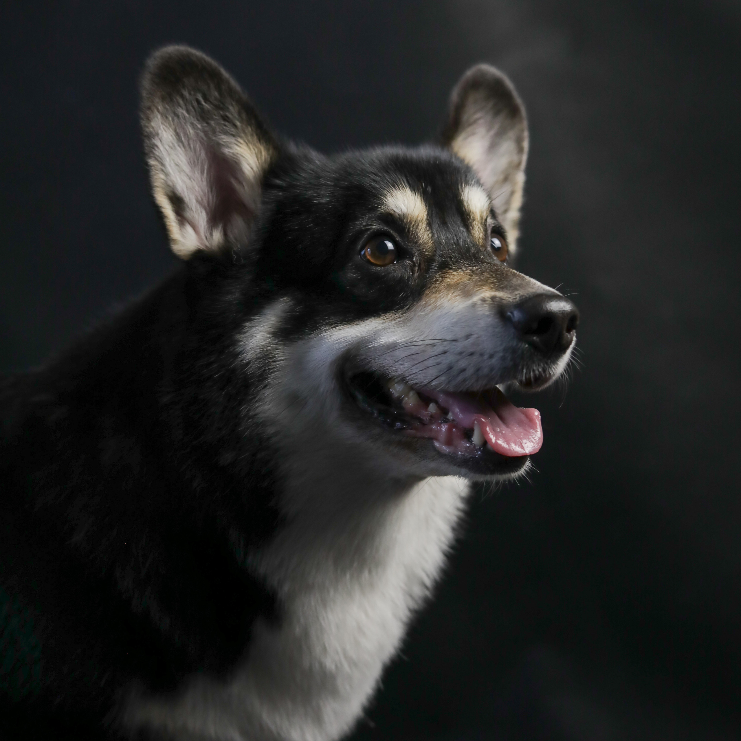 Фотопроект «Портрет питомца». Семейный и детский фотограф в Пушкино, Московская обл. Оксана Котюнина