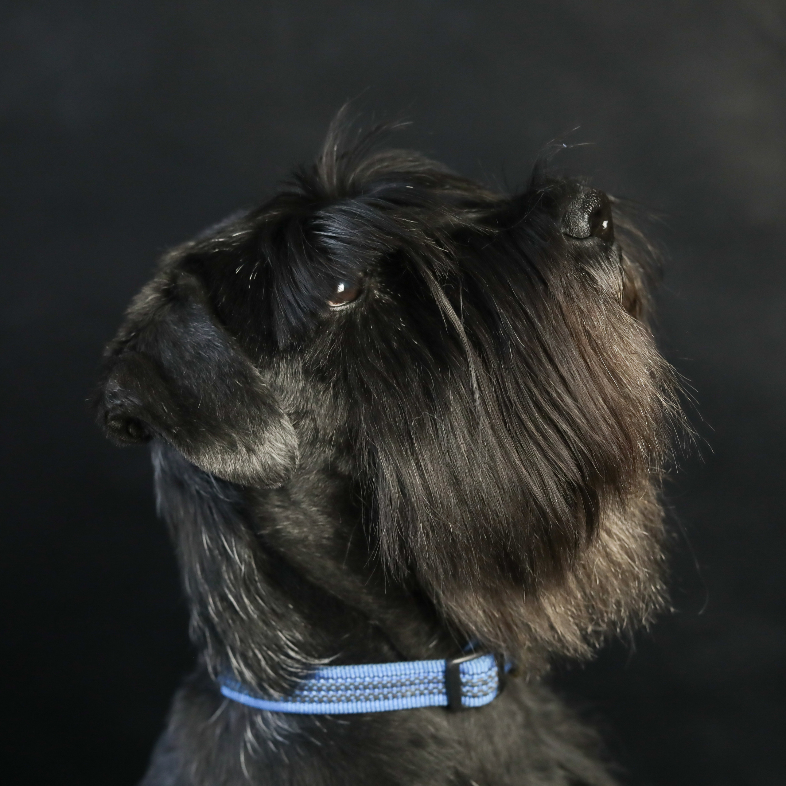 Фотопроект «Портрет питомца». Семейный и детский фотограф в Пушкино, Московская обл. Оксана Котюнина