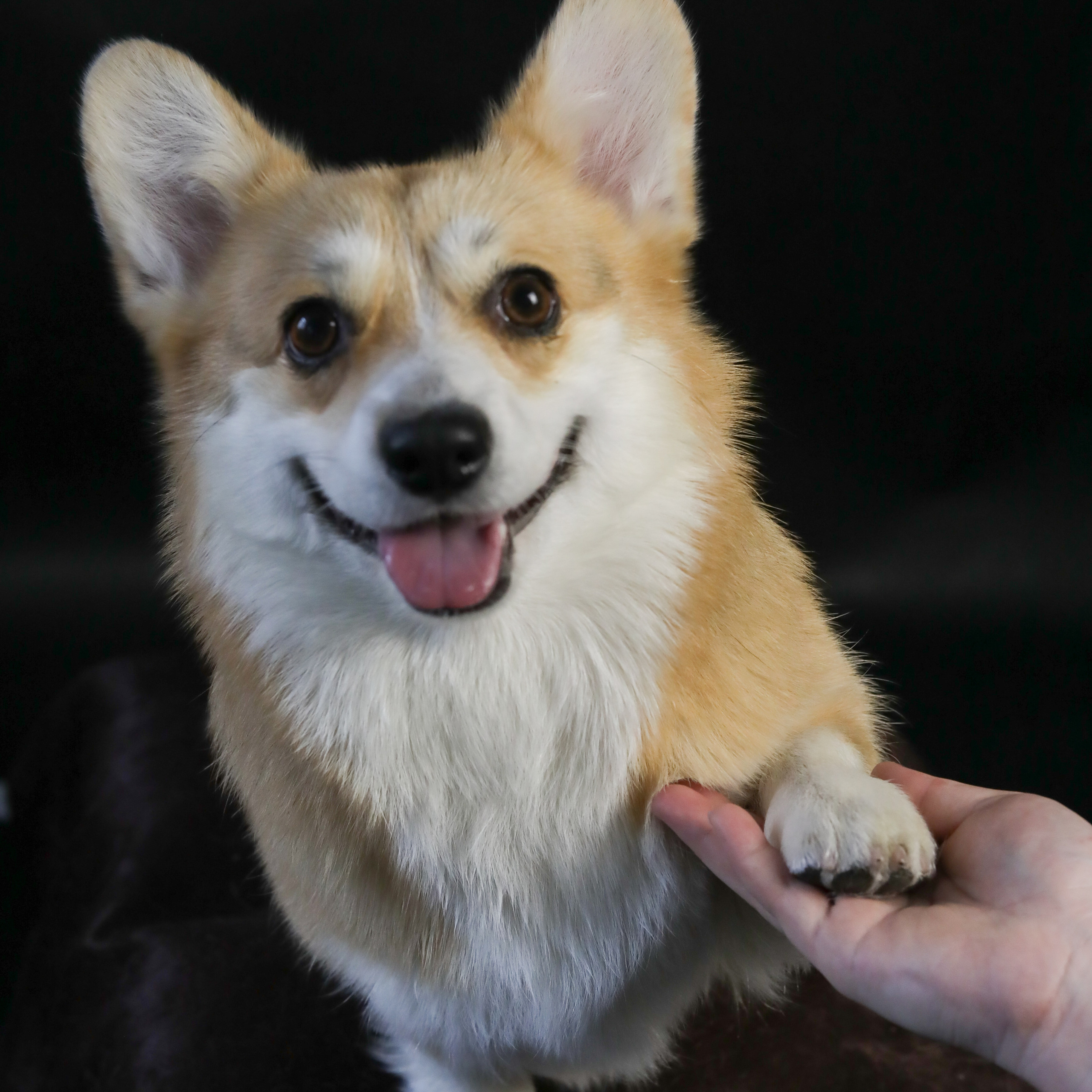 Фотопроект «Портрет питомца». Семейный и детский фотограф в Пушкино, Московская обл. Оксана Котюнина