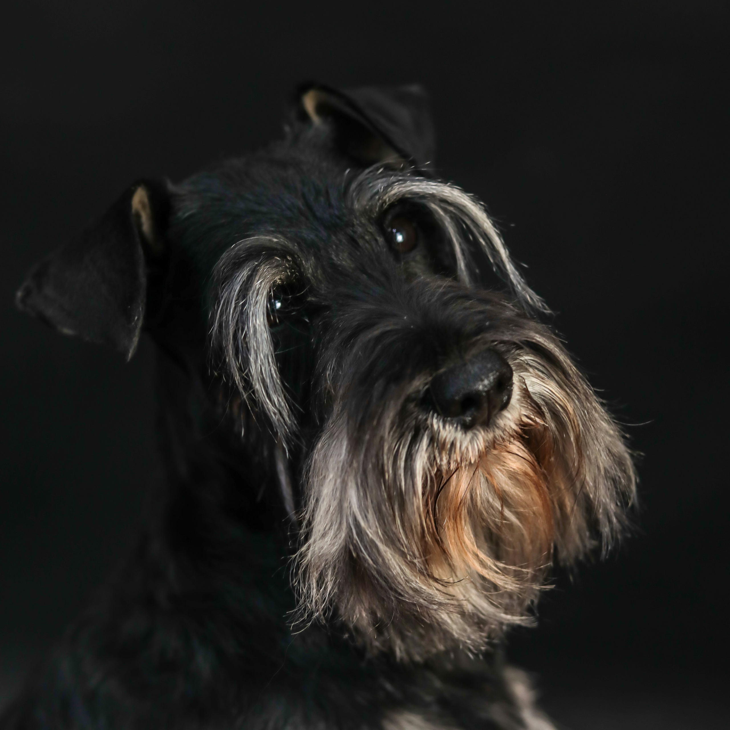 Фотопроект «Портрет питомца». Семейный и детский фотограф в Пушкино, Московская обл. Оксана Котюнина