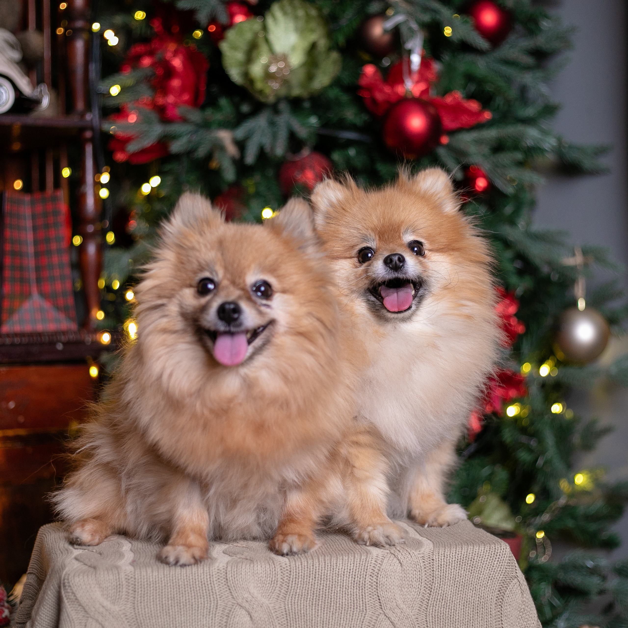 Фото с питомцем. Семейный и детский фотограф в Пушкино, Московская обл. Оксана Котюнина