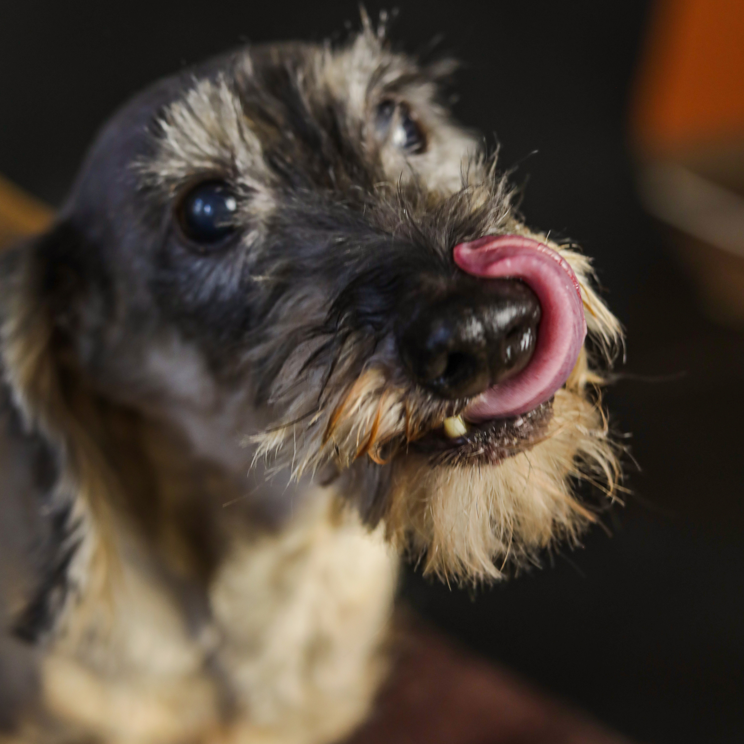 Фотопроект «Портрет питомца». Семейный и детский фотограф в Пушкино, Московская обл. Оксана Котюнина