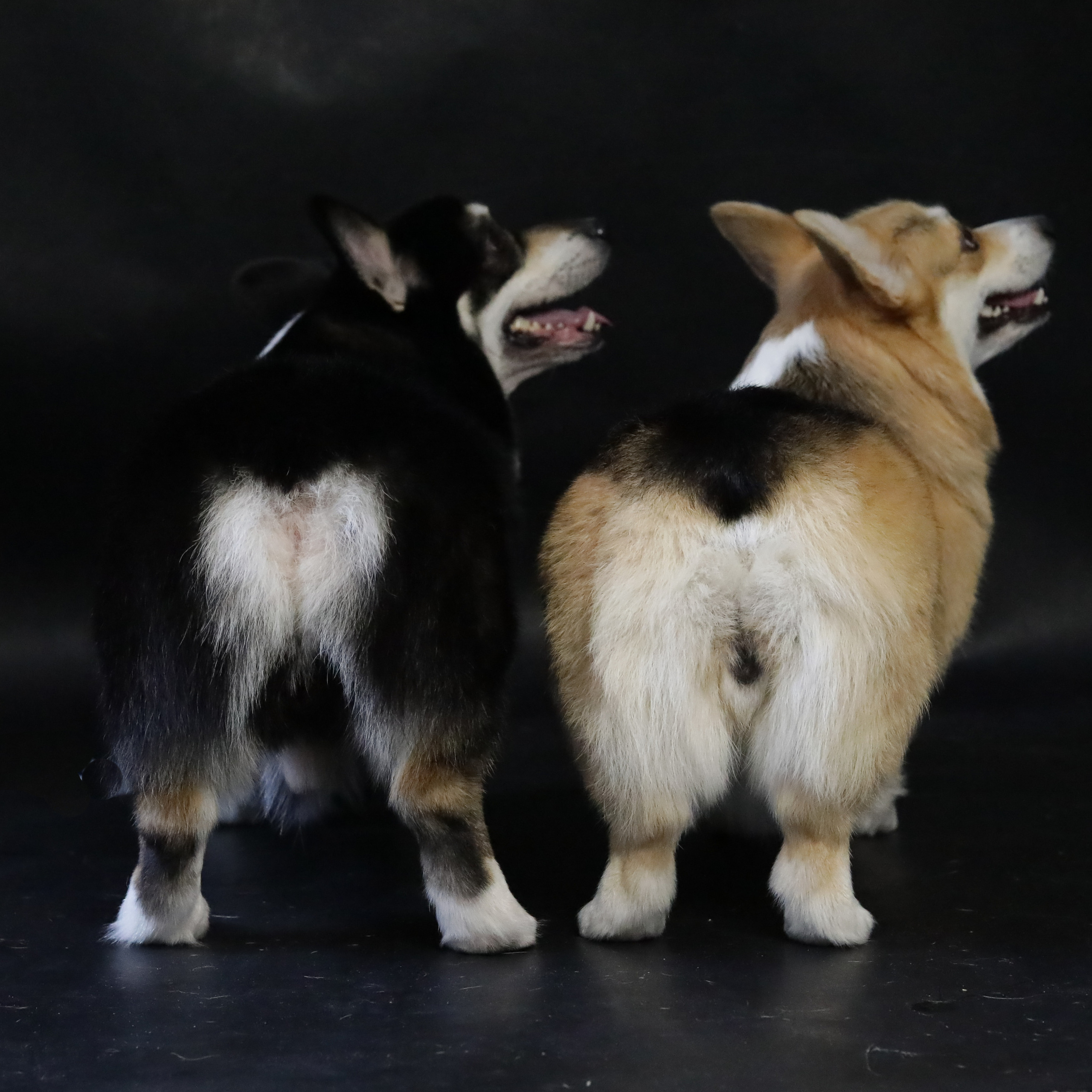 Фотопроект «Портрет питомца». Семейный и детский фотограф в Пушкино, Московская обл. Оксана Котюнина