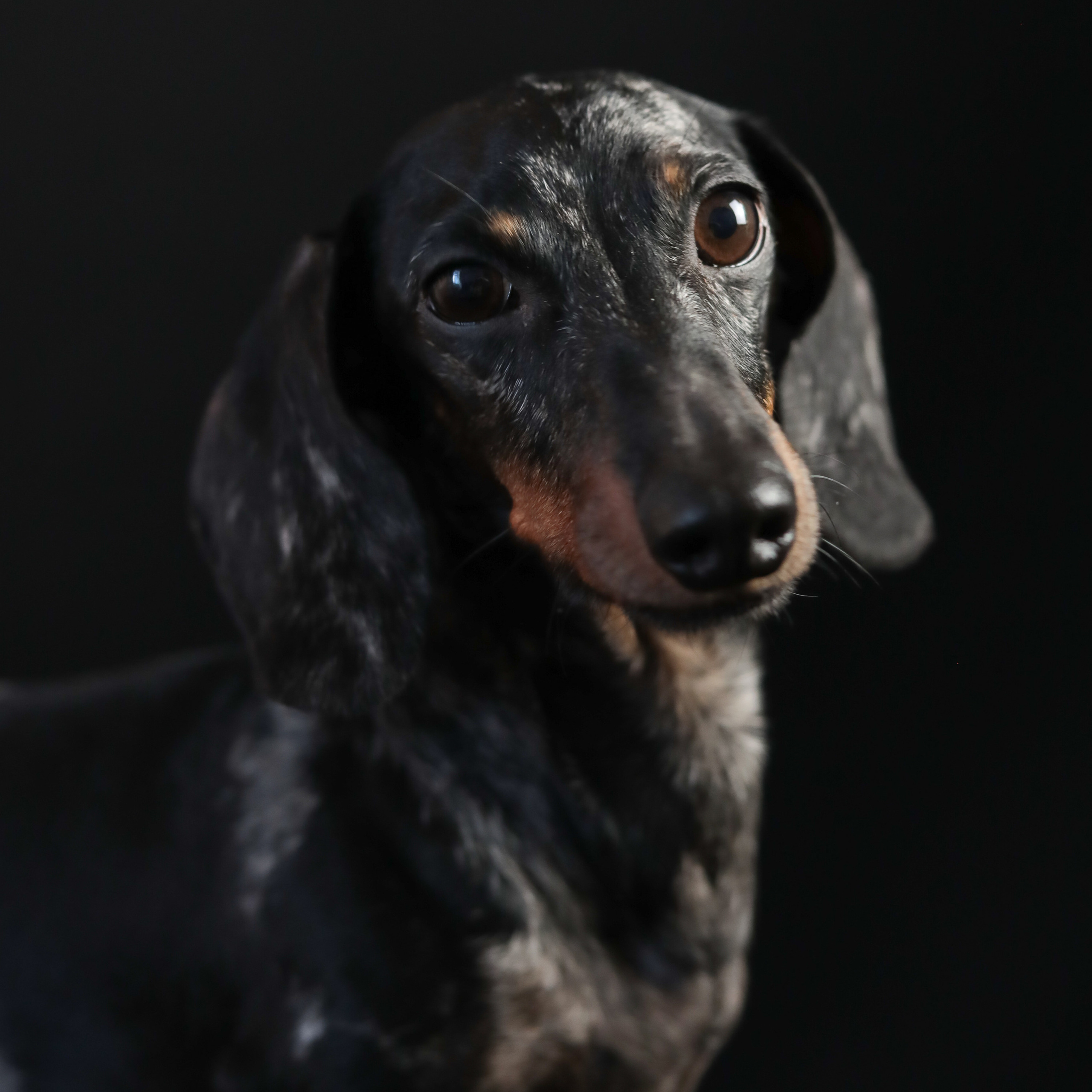 Фотопроект «Портрет питомца». Семейный и детский фотограф в Пушкино, Московская обл. Оксана Котюнина