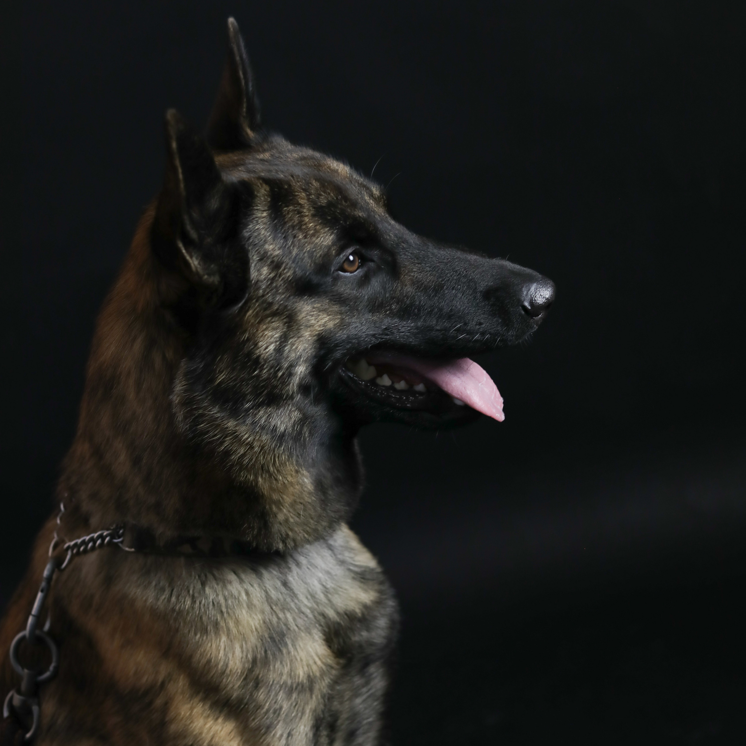 Фотопроект «Портрет питомца». Семейный и детский фотограф в Пушкино, Московская обл. Оксана Котюнина