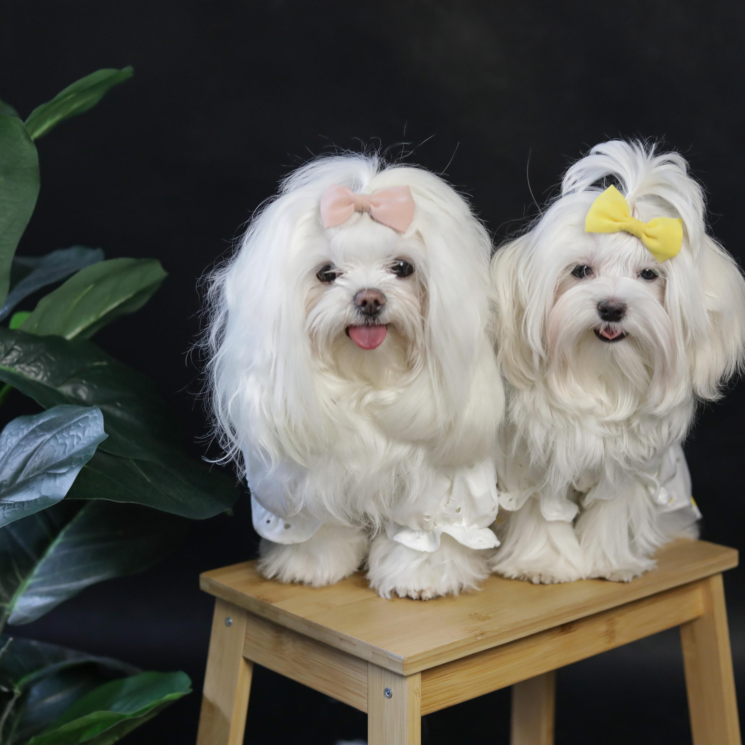 Фотопроект «Портрет питомца». Семейный и детский фотограф в Пушкино, Московская обл. Оксана Котюнина