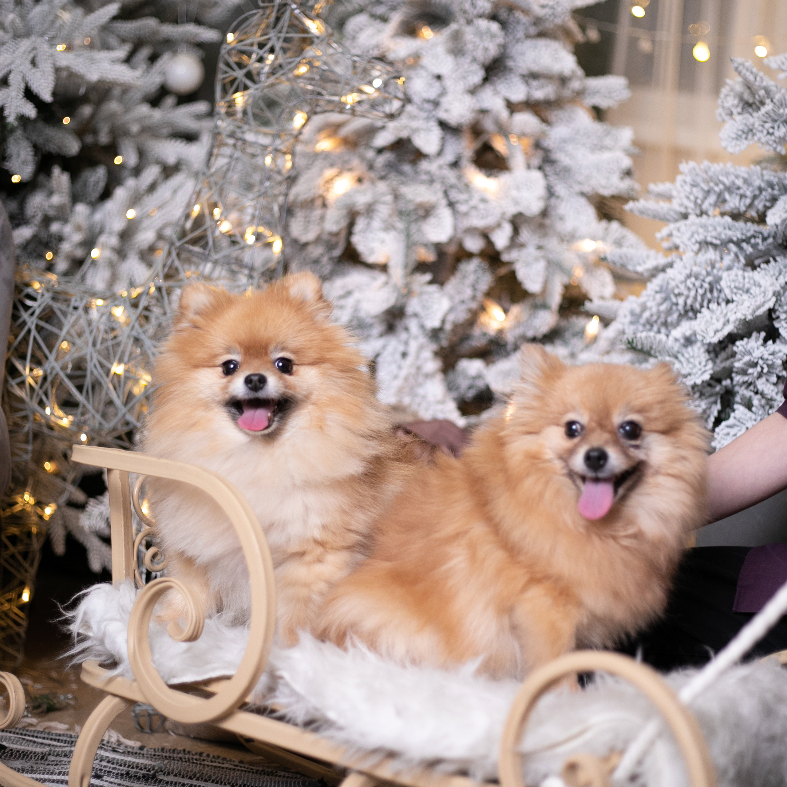 Фото с питомцем. Семейный и детский фотограф в Пушкино, Московская обл. Оксана Котюнина