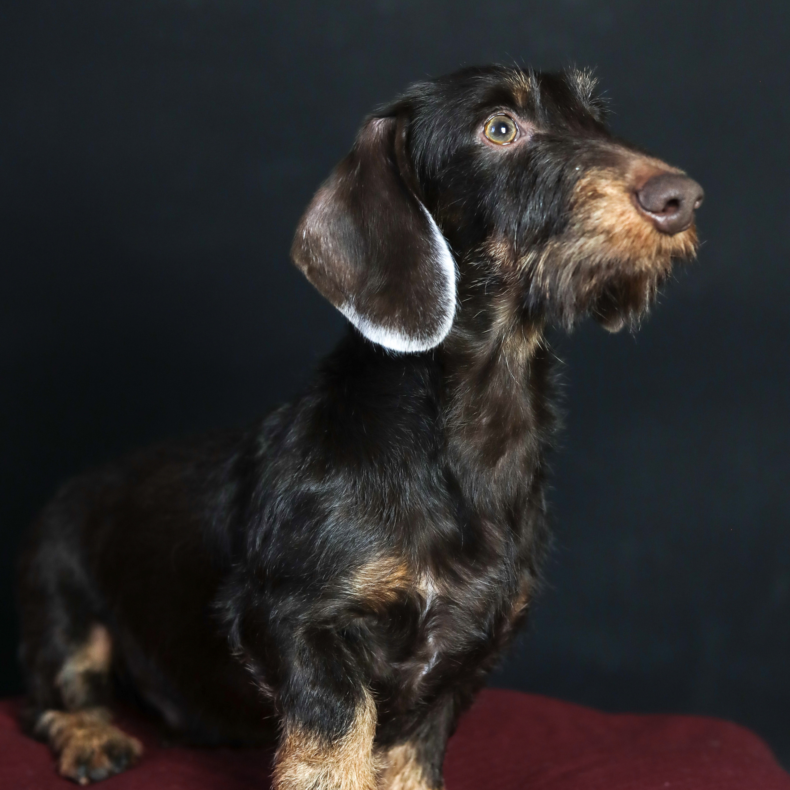 Фотопроект «Портрет питомца». Семейный и детский фотограф в Пушкино, Московская обл. Оксана Котюнина