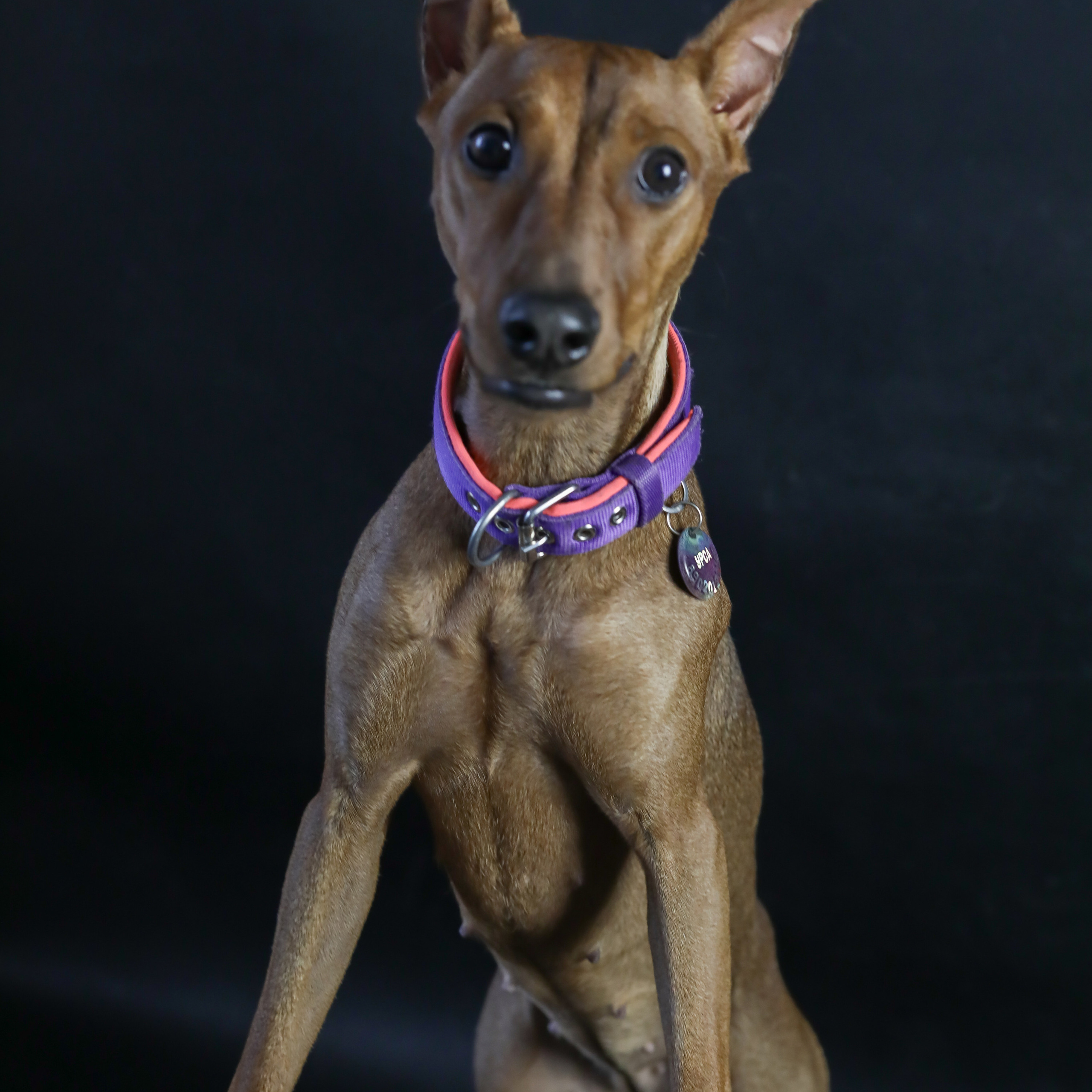 Фотопроект «Портрет питомца». Семейный и детский фотограф в Пушкино, Московская обл. Оксана Котюнина