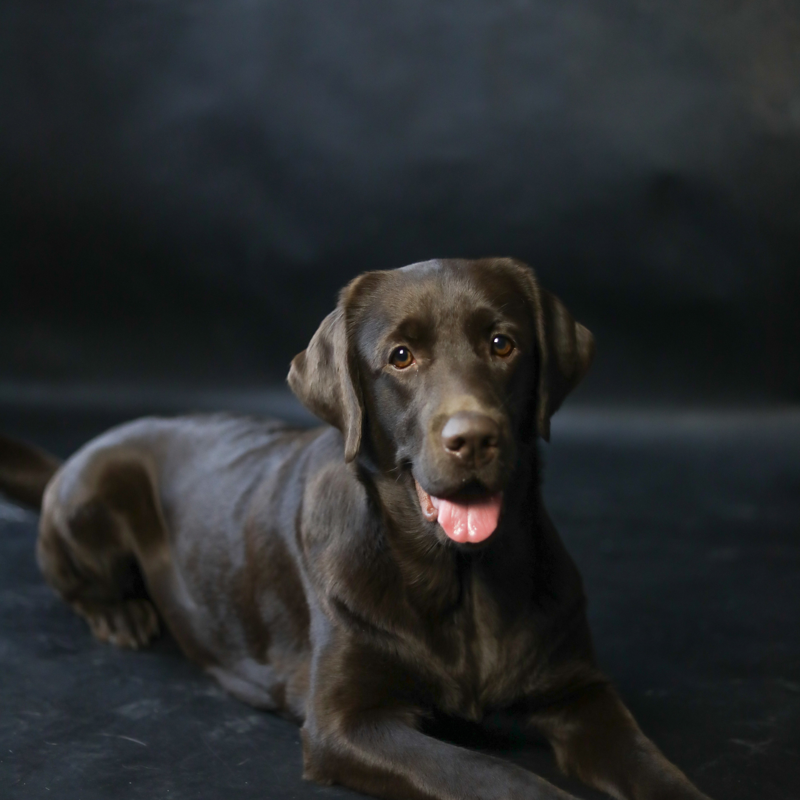 Фотопроект «Портрет питомца». Семейный и детский фотограф в Пушкино, Московская обл. Оксана Котюнина