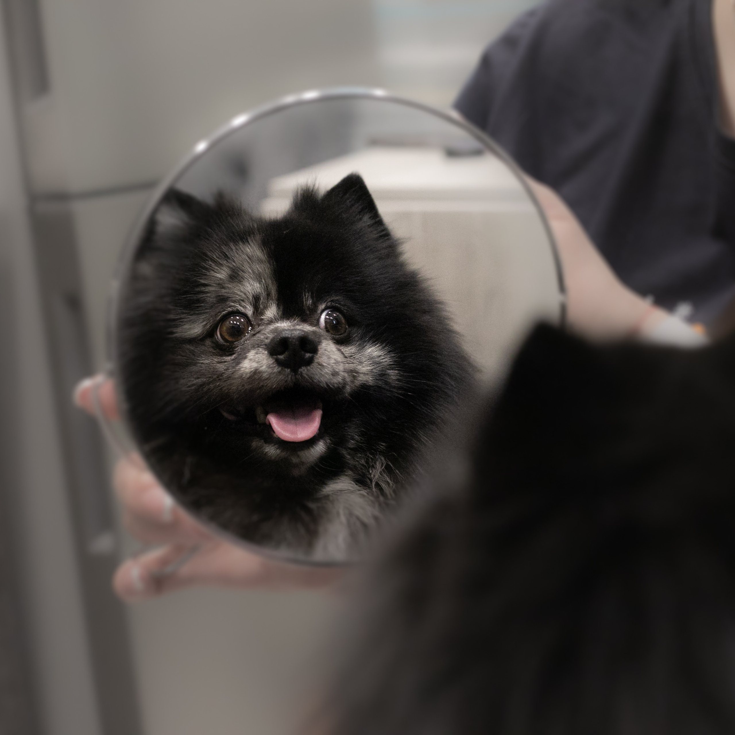 Фото с питомцем. Семейный и детский фотограф в Пушкино, Московская обл. Оксана Котюнина