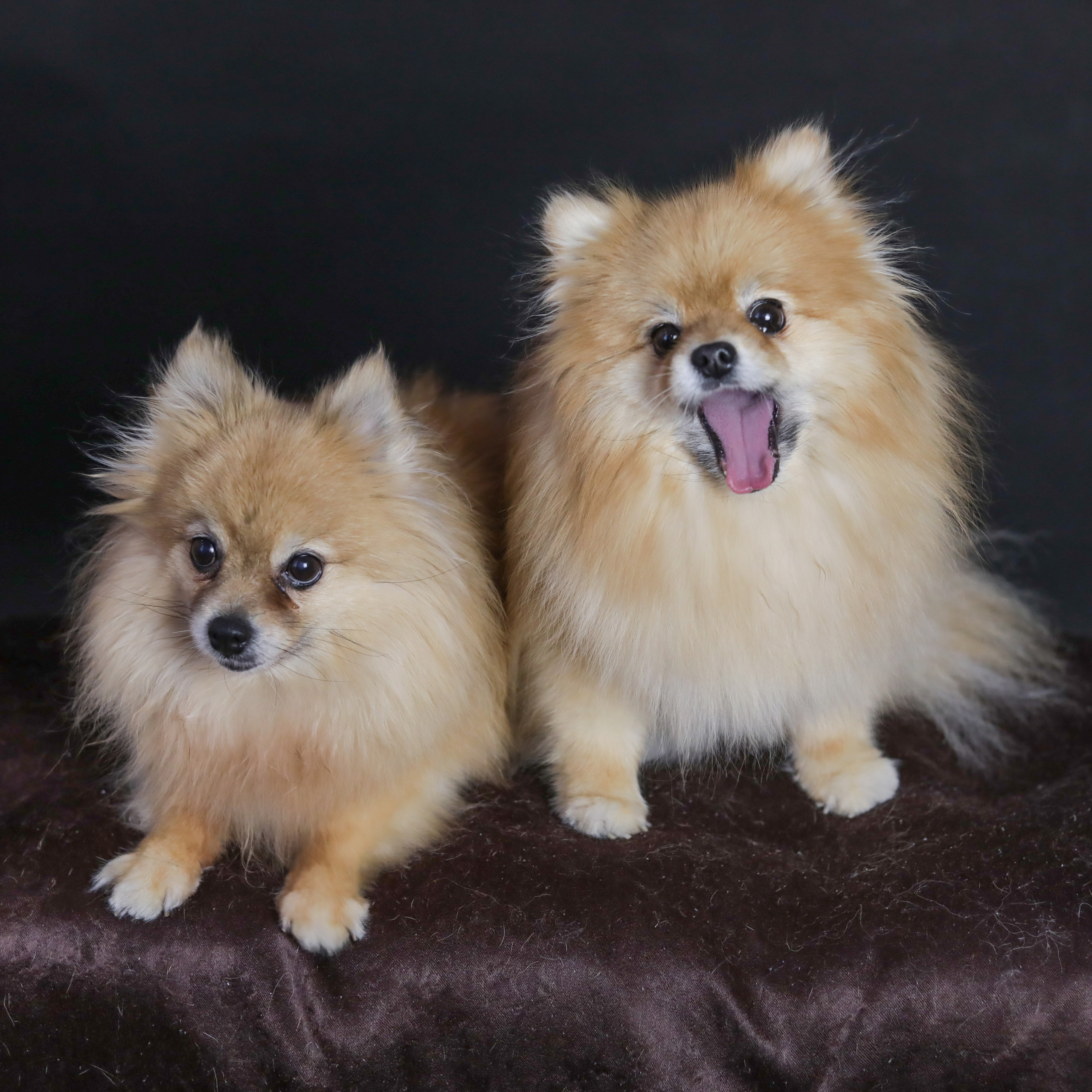 Фотопроект «Портрет питомца». Семейный и детский фотограф в Пушкино, Московская обл. Оксана Котюнина