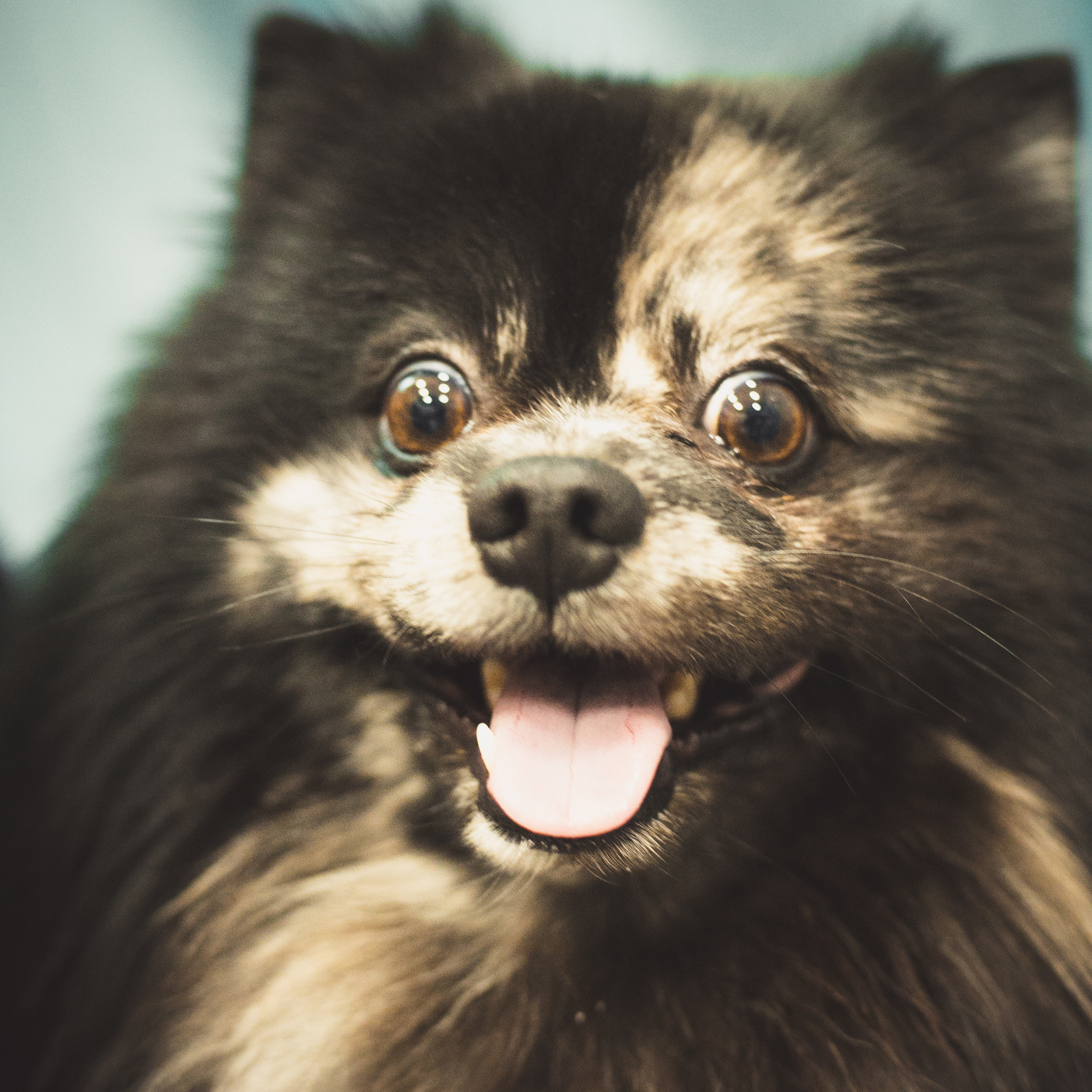 Фото с питомцем. Семейный и детский фотограф в Пушкино, Московская обл. Оксана Котюнина