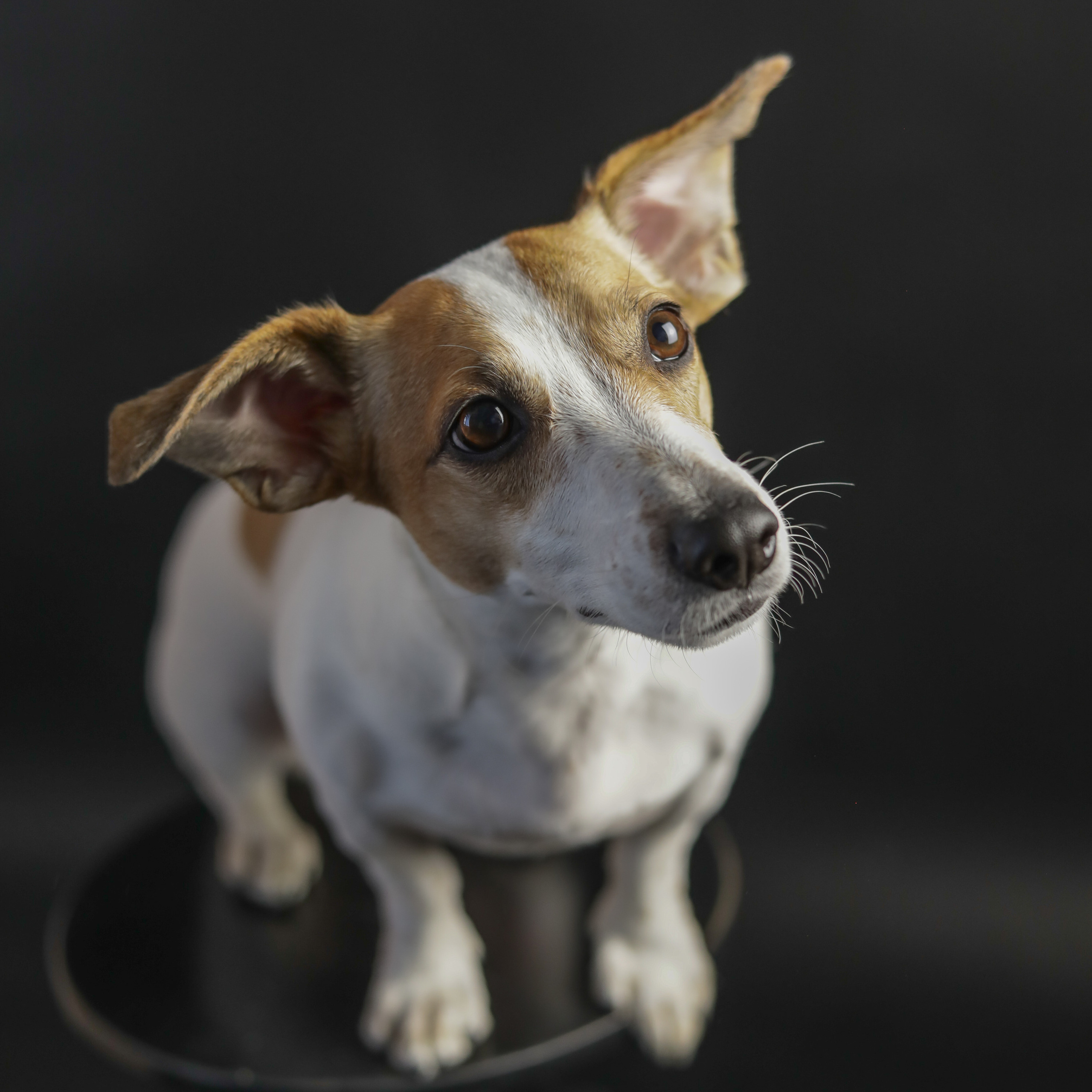 Фотопроект «Портрет питомца». Семейный и детский фотограф в Пушкино, Московская обл. Оксана Котюнина