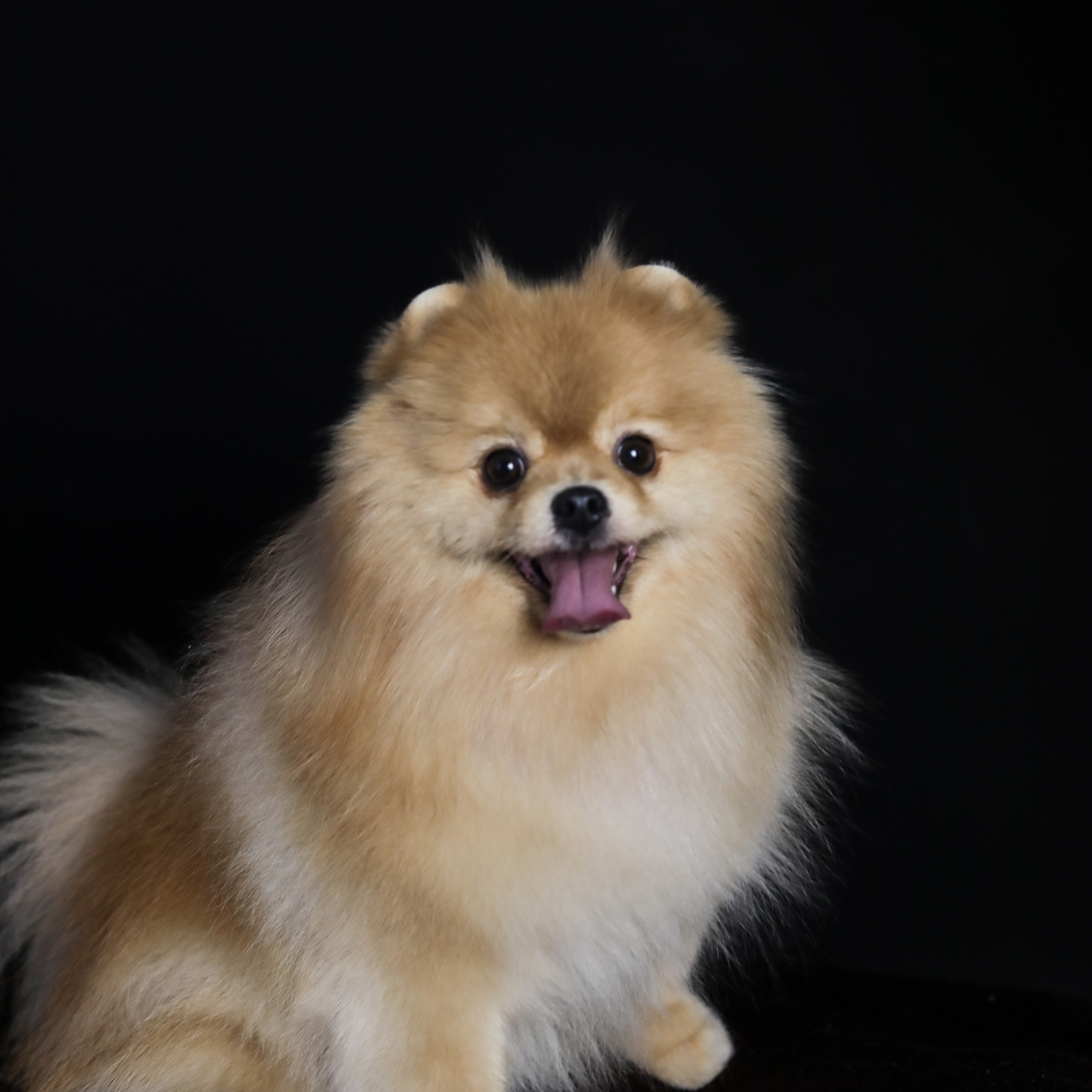 Фотопроект «Портрет питомца». Семейный и детский фотограф в Пушкино, Московская обл. Оксана Котюнина