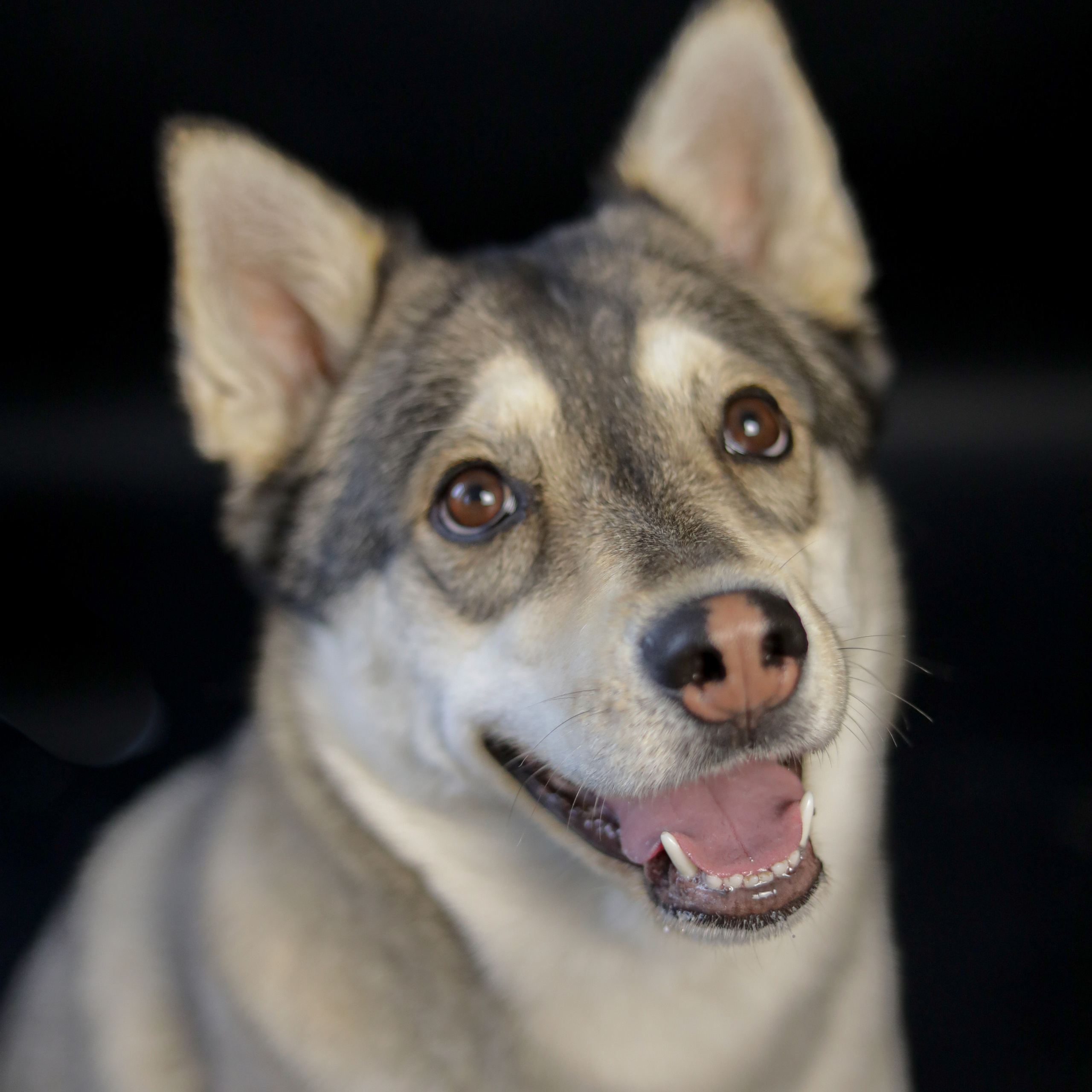 Фотопроект «Портрет питомца». Семейный и детский фотограф в Пушкино, Московская обл. Оксана Котюнина