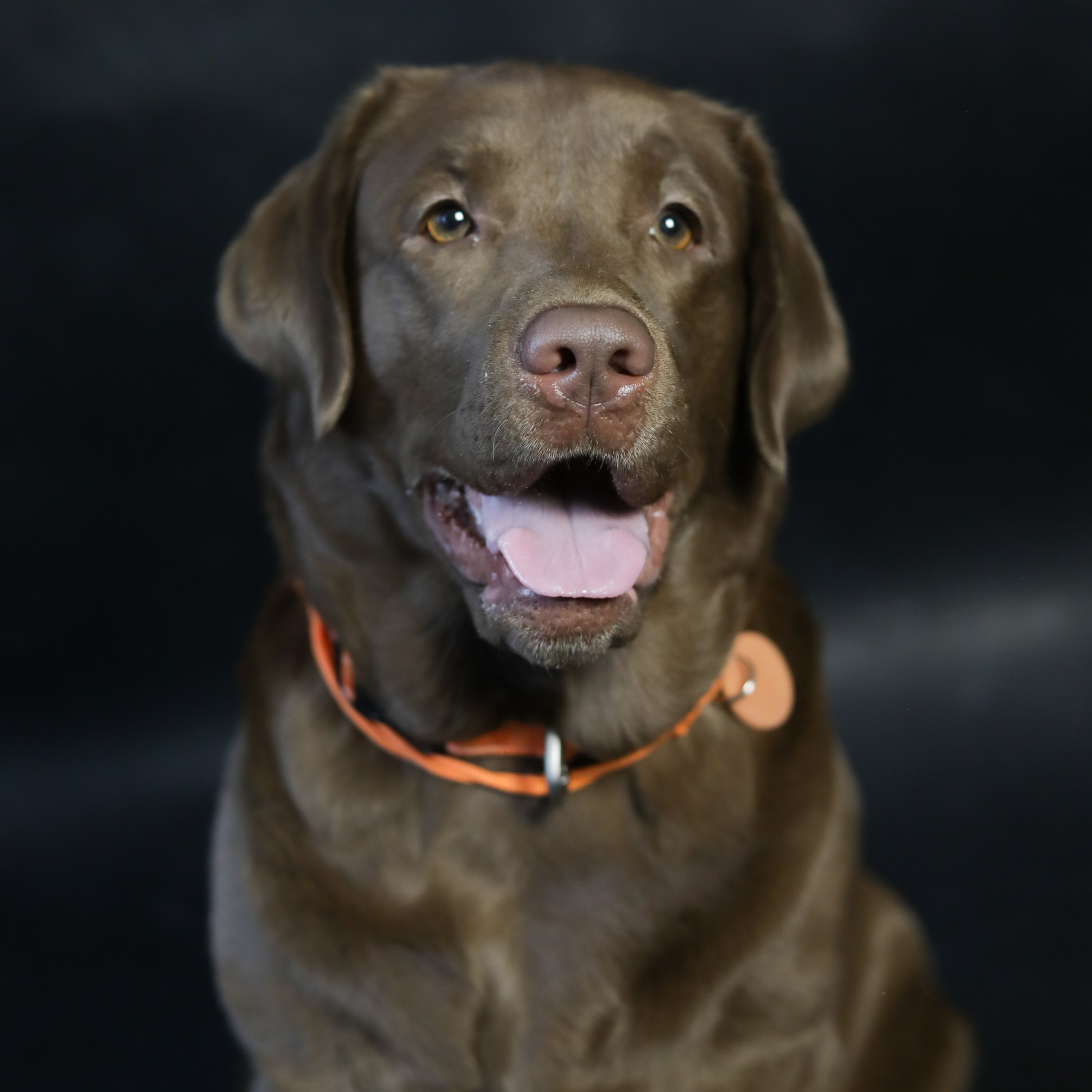 Фотопроект «Портрет питомца». Семейный и детский фотограф в Пушкино, Московская обл. Оксана Котюнина