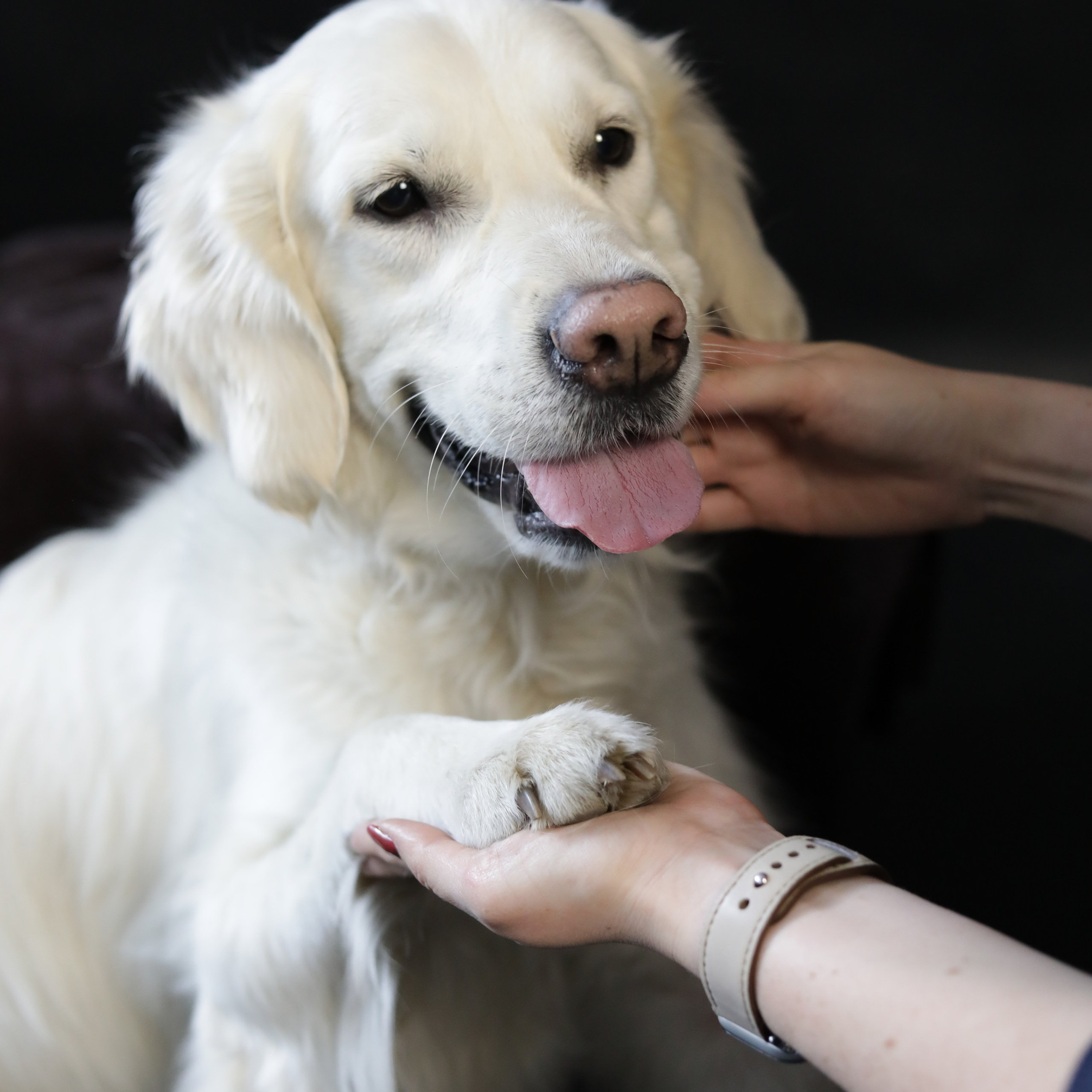 Фотопроект «Портрет питомца». Семейный и детский фотограф в Пушкино, Московская обл. Оксана Котюнина