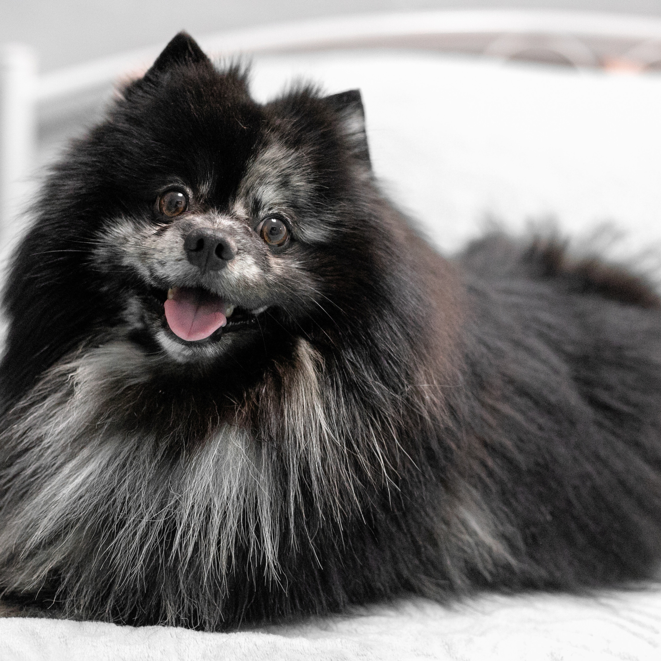 Фото с питомцем. Семейный и детский фотограф в Пушкино, Московская обл. Оксана Котюнина