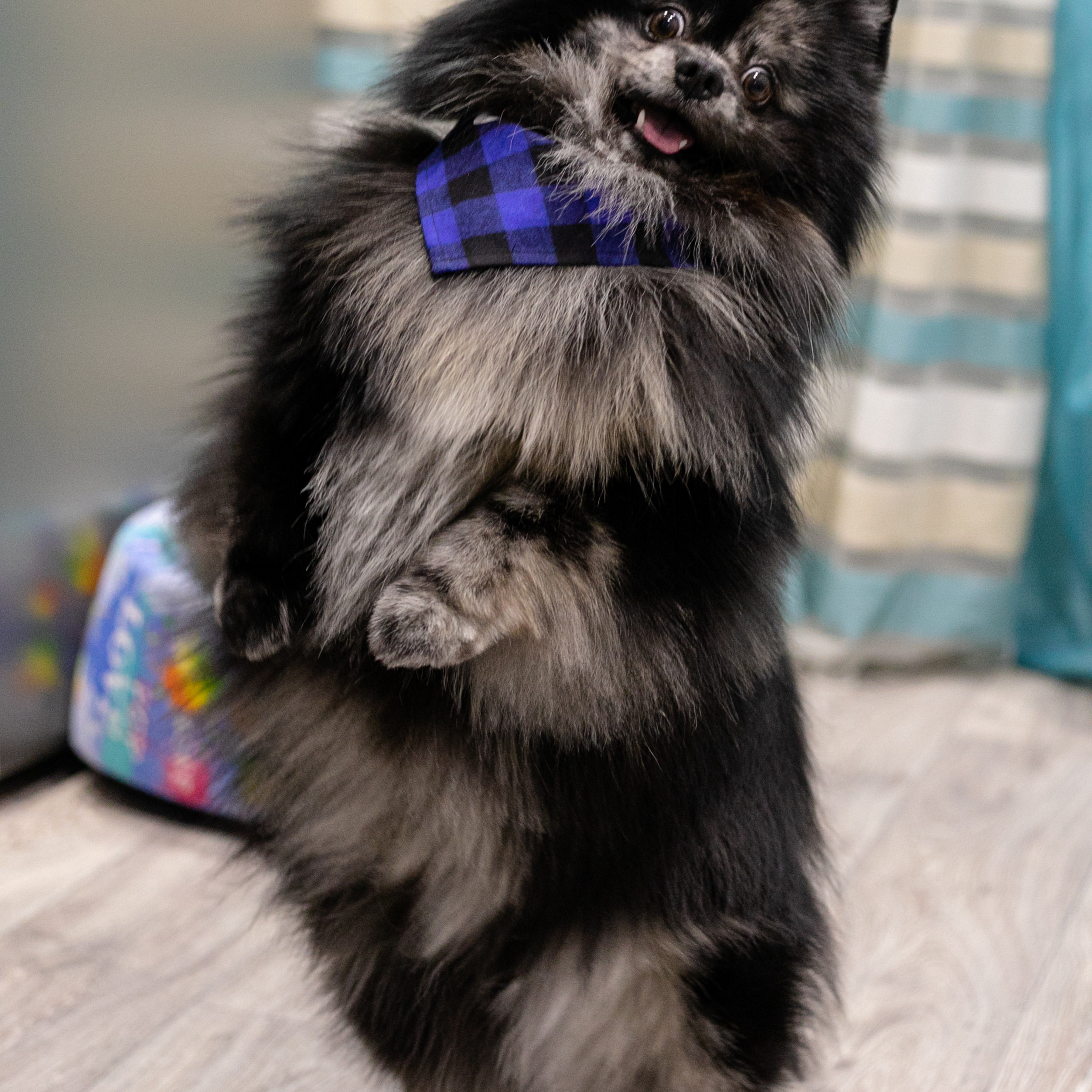 Фото с питомцем. Семейный и детский фотограф в Пушкино, Московская обл. Оксана Котюнина