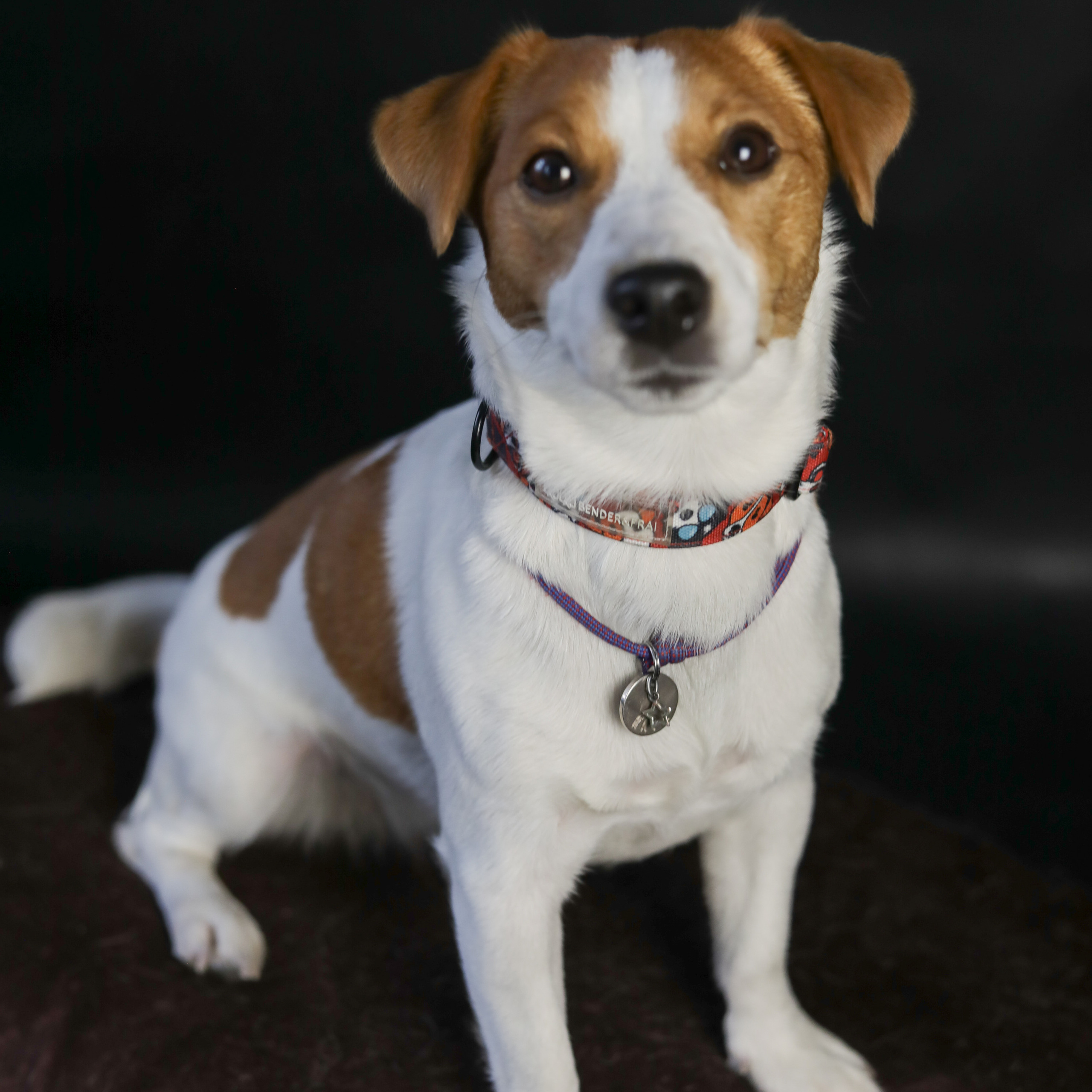 Фотопроект «Портрет питомца». Семейный и детский фотограф в Пушкино, Московская обл. Оксана Котюнина