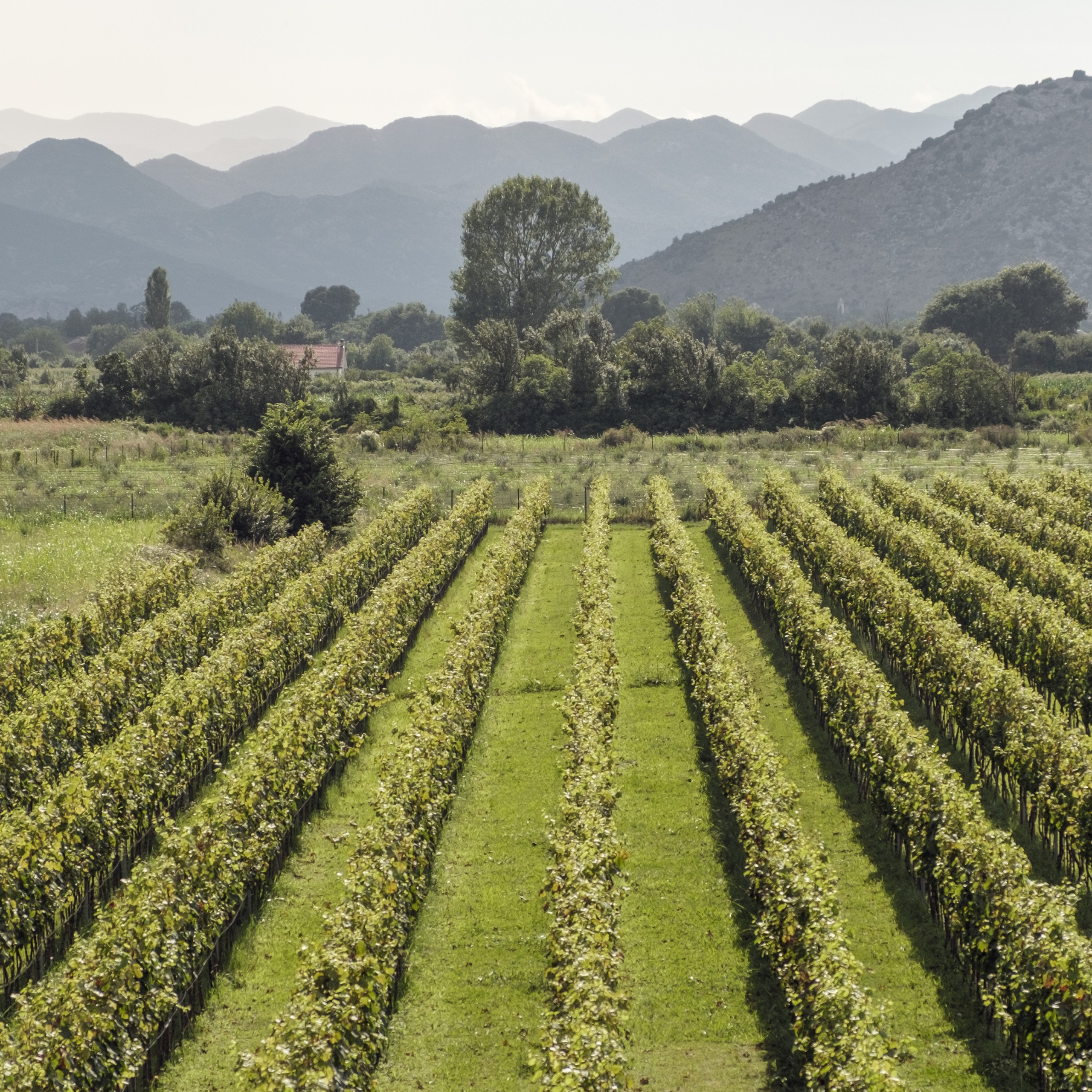 Family and wedding photographer in Montenegro