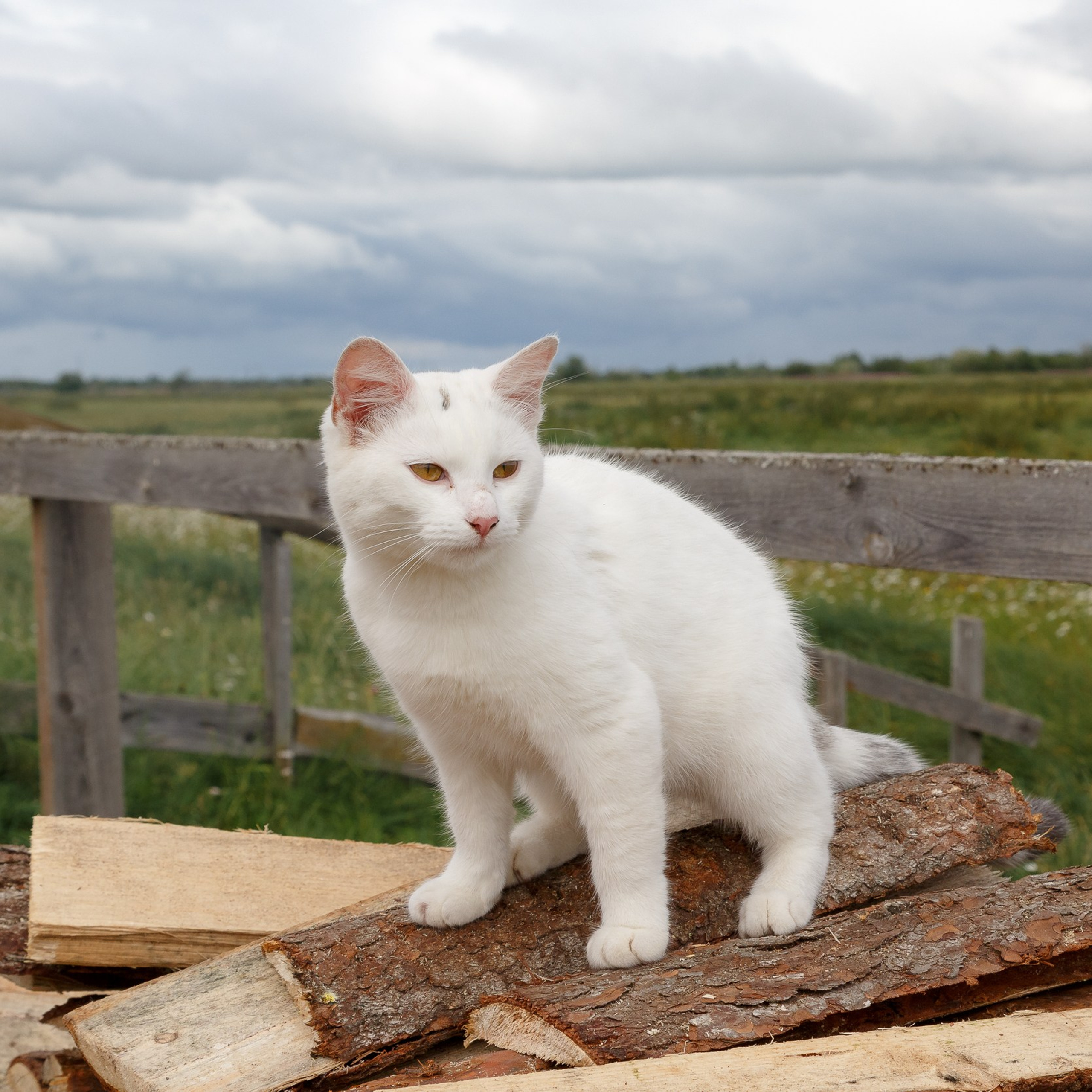 Фестиваль «Перекрестки Севера». Репортажная фотосъемка. Архангельск