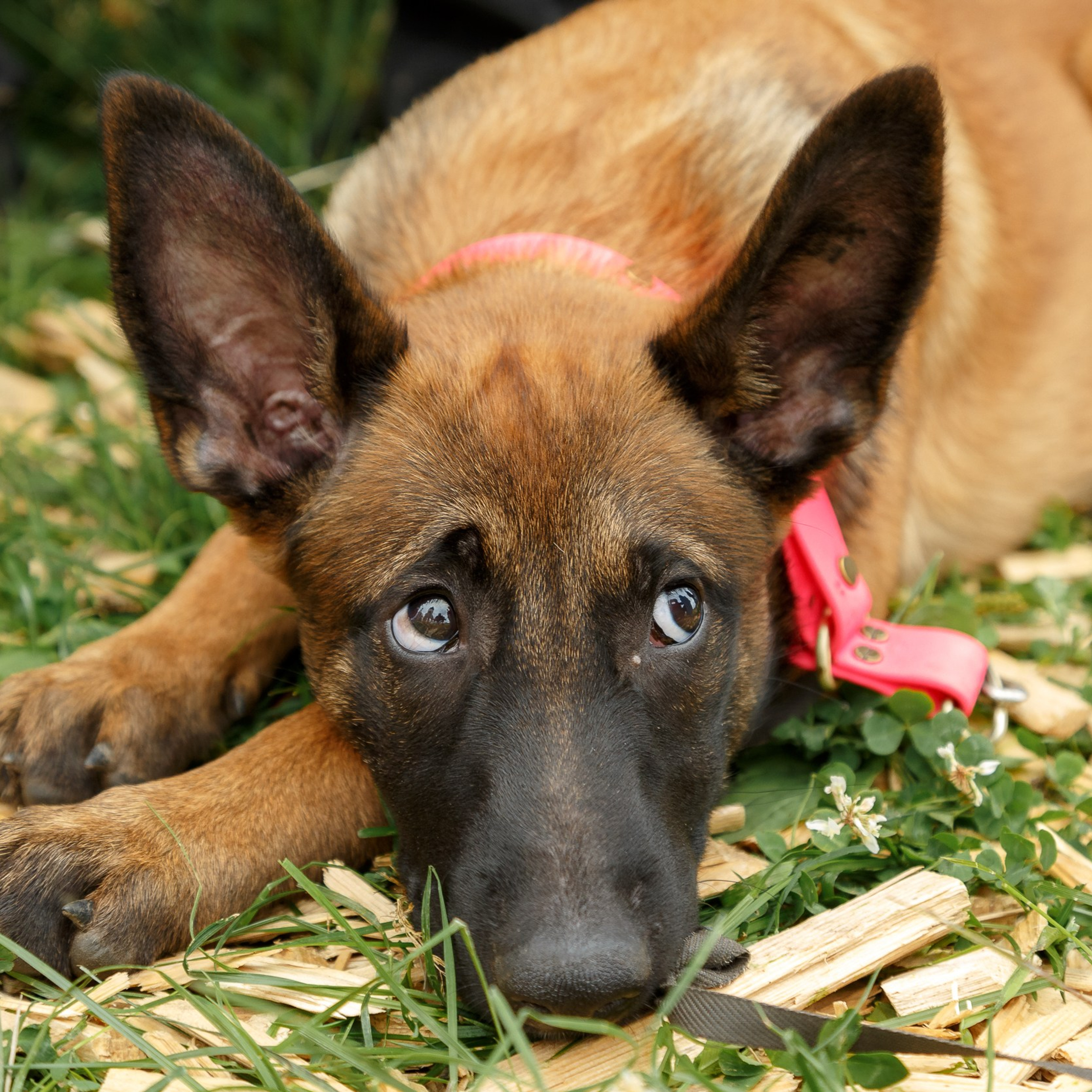 Фестиваль «Перекрестки Севера». Репортажная фотосъемка. Архангельск