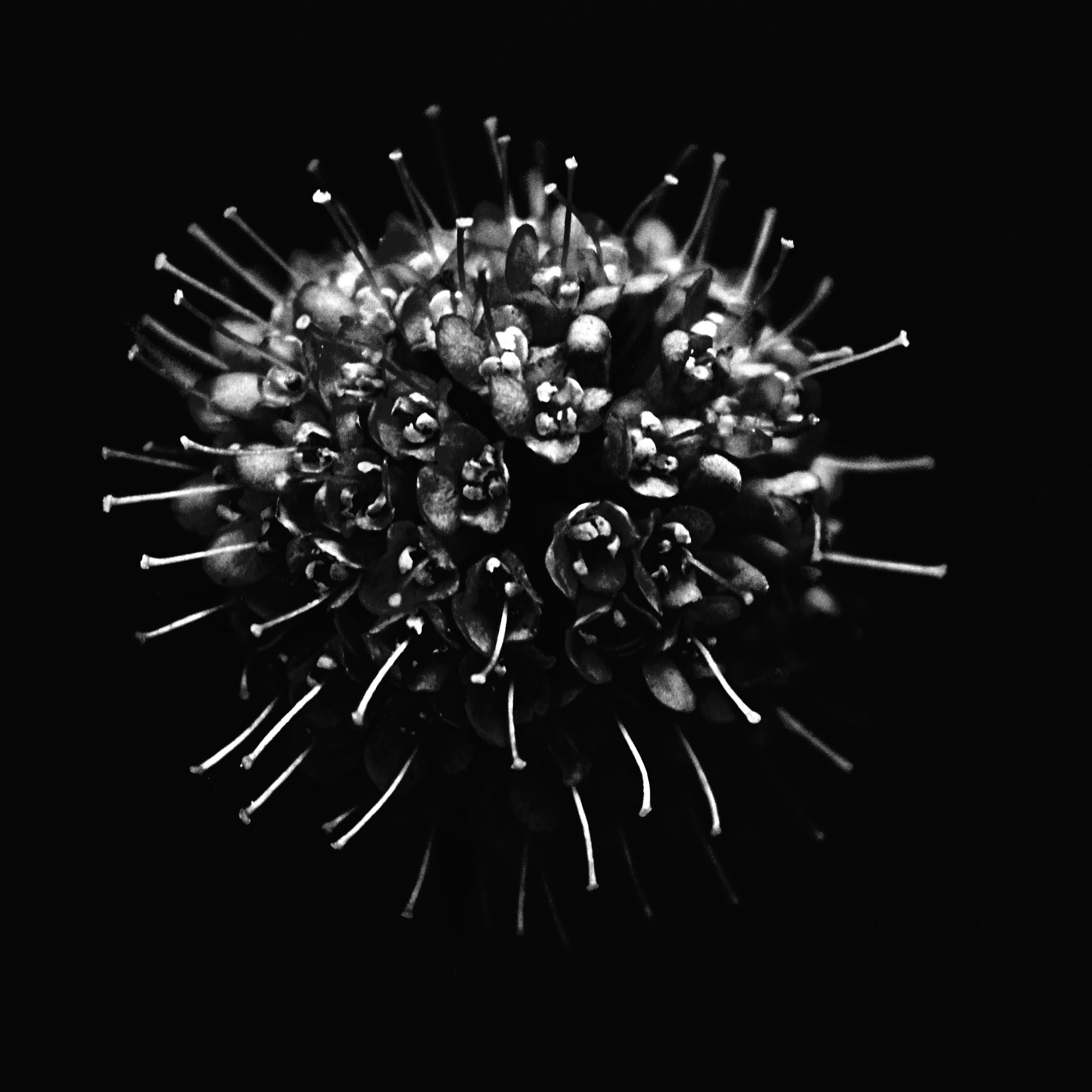 Чёрное белое.