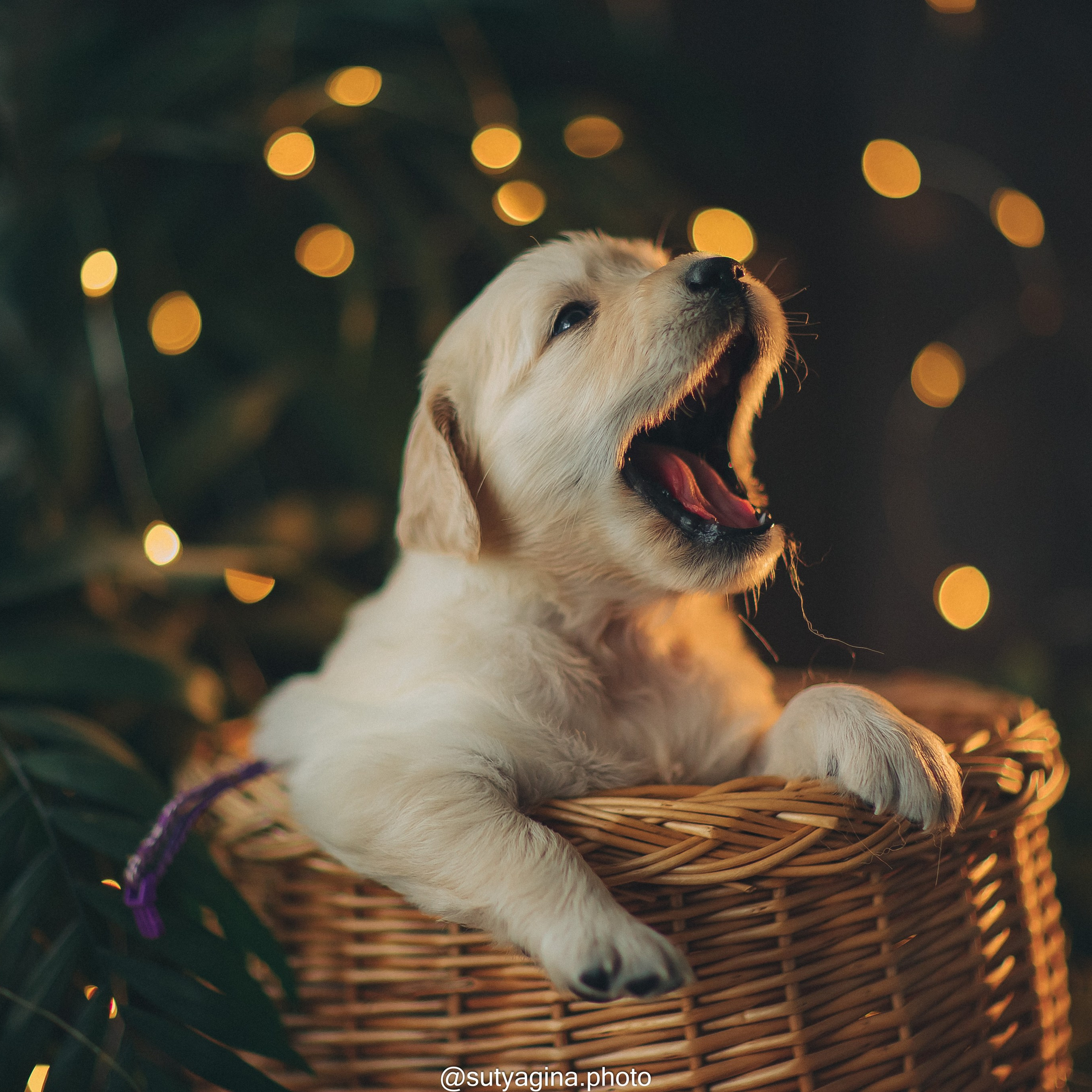 Фиолетовая лента